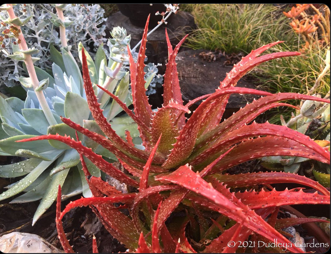 Aloe dorotheae 12" Tall 19" Wide #191Y