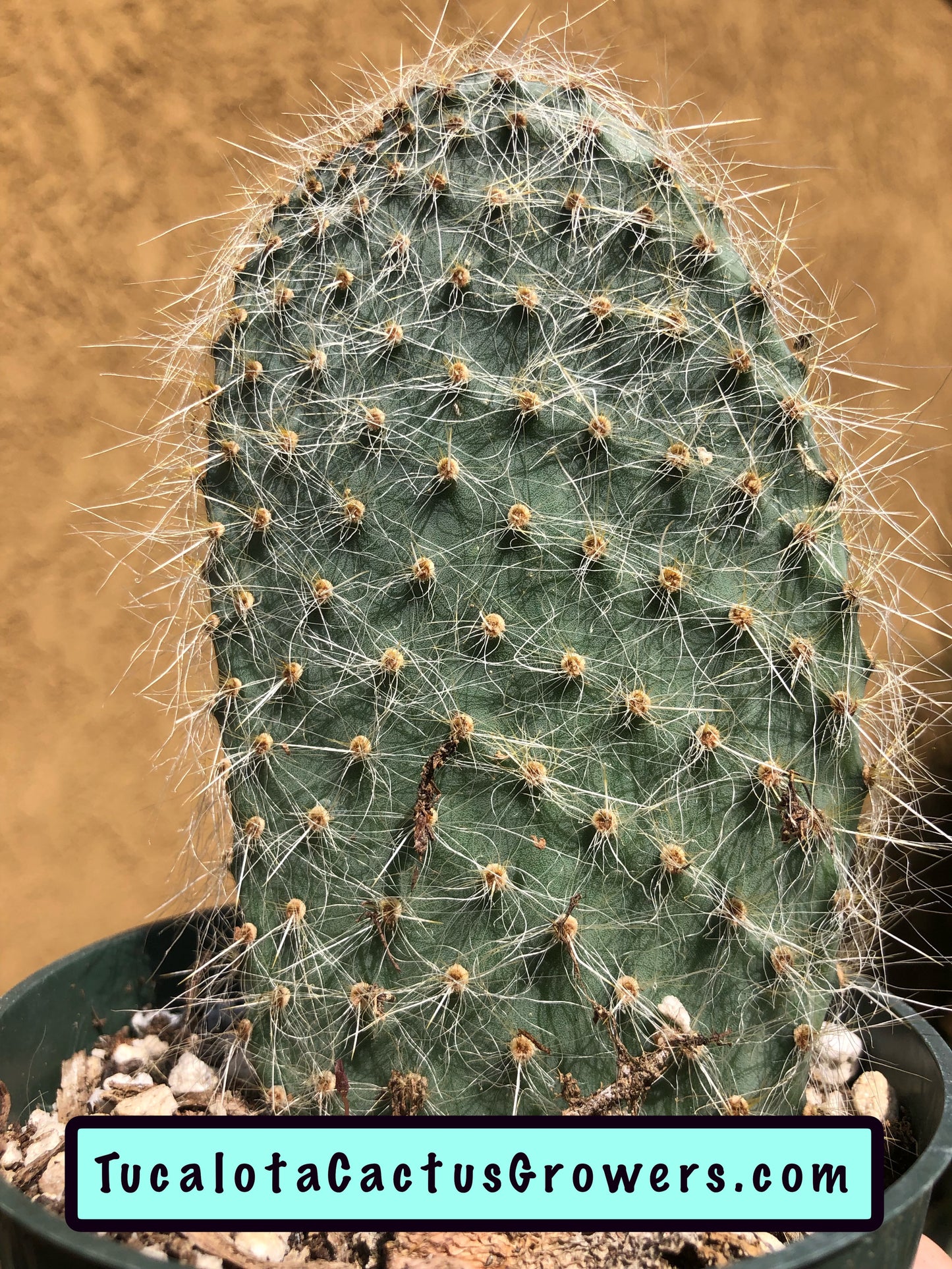 Opuntia pilifera (Cocoche loco) 5"T 3"W #5W