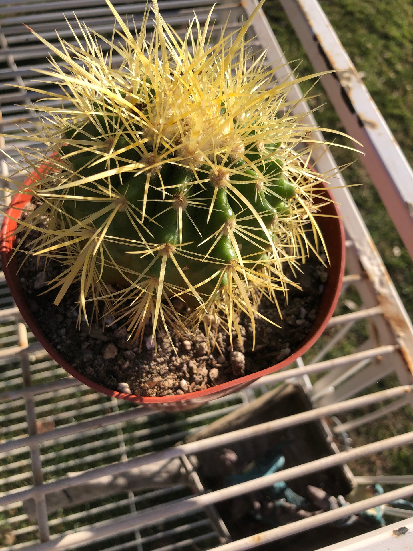 grusonii Golden Barrel 4"Wide #4G