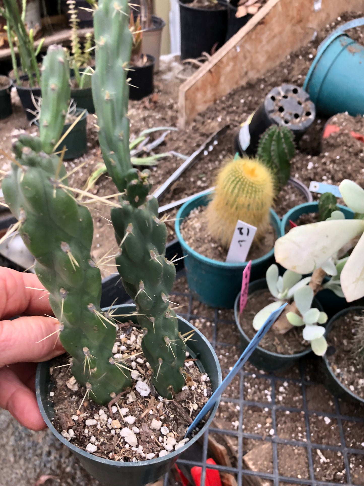 Cholla Cylindropuntia Imbricata Buckhorn 8"Tall #8B