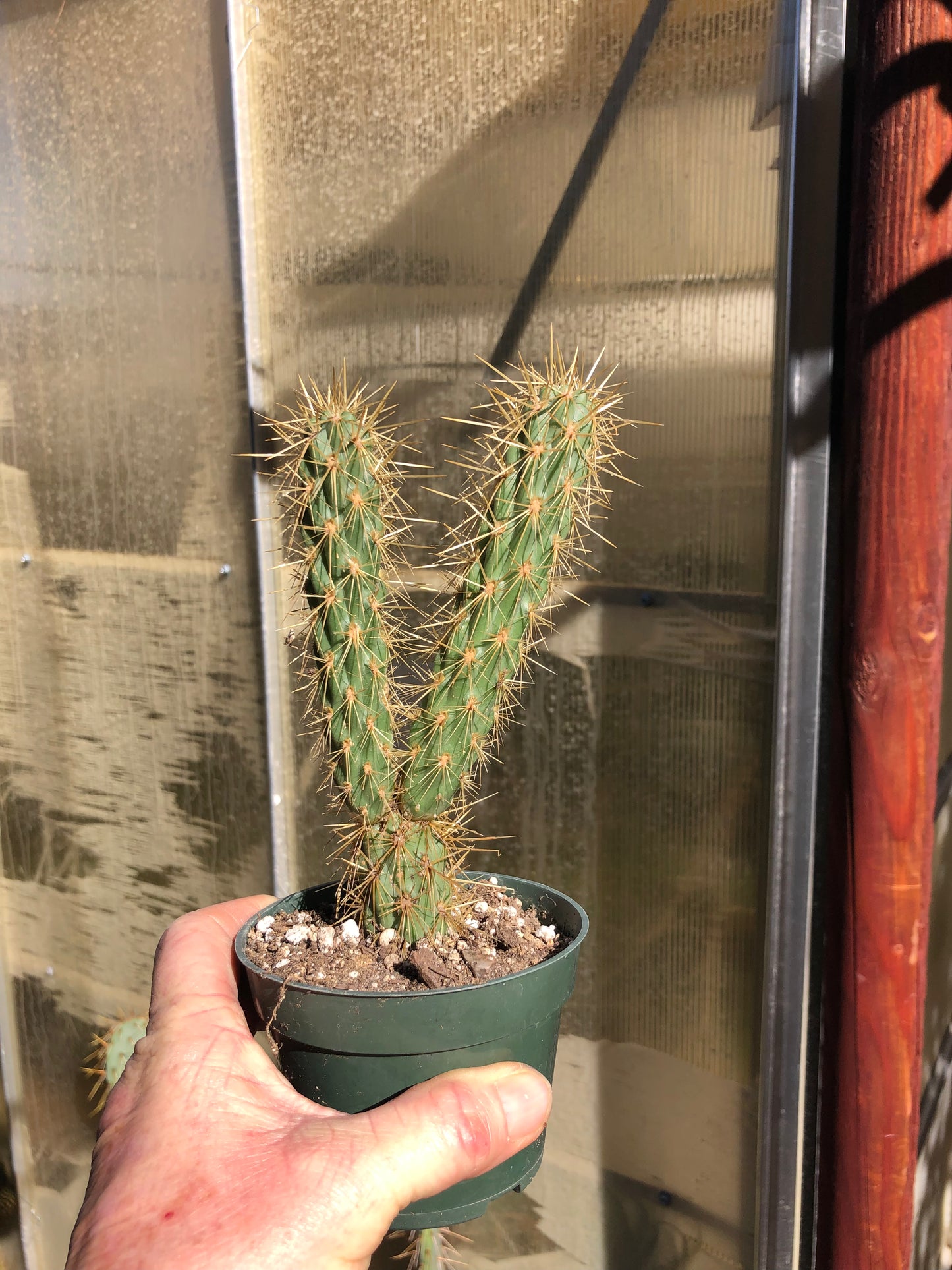 Cholla Cylindropuntia  Buckhorn 6”T #6W