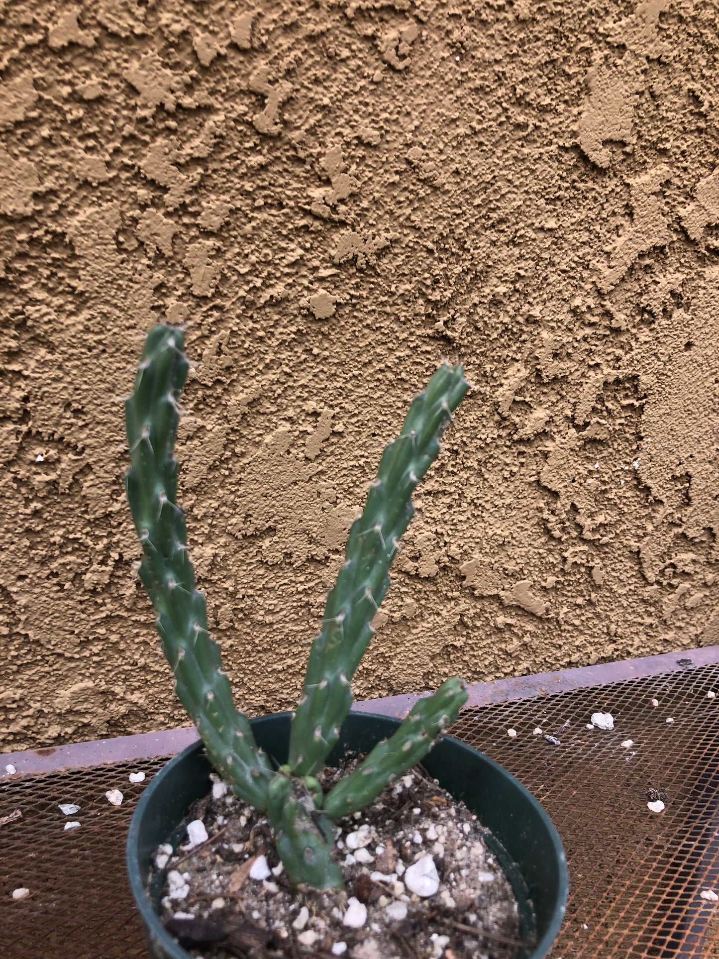 Cylindropuntia imbricata Buckhorn Cholla 5”Tall #60P