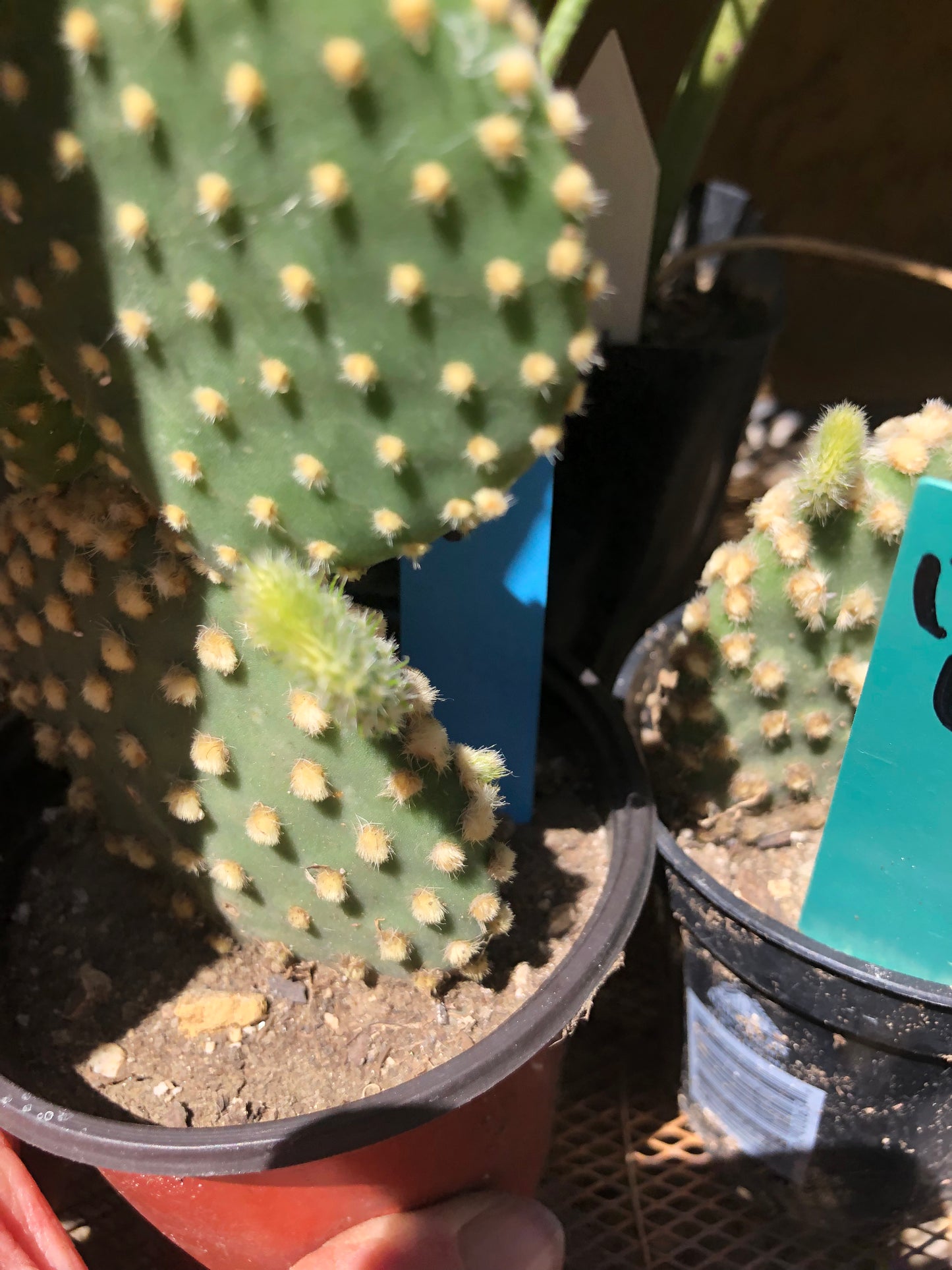 Opuntia microdasys Off White Bunny 5"Tall #127B