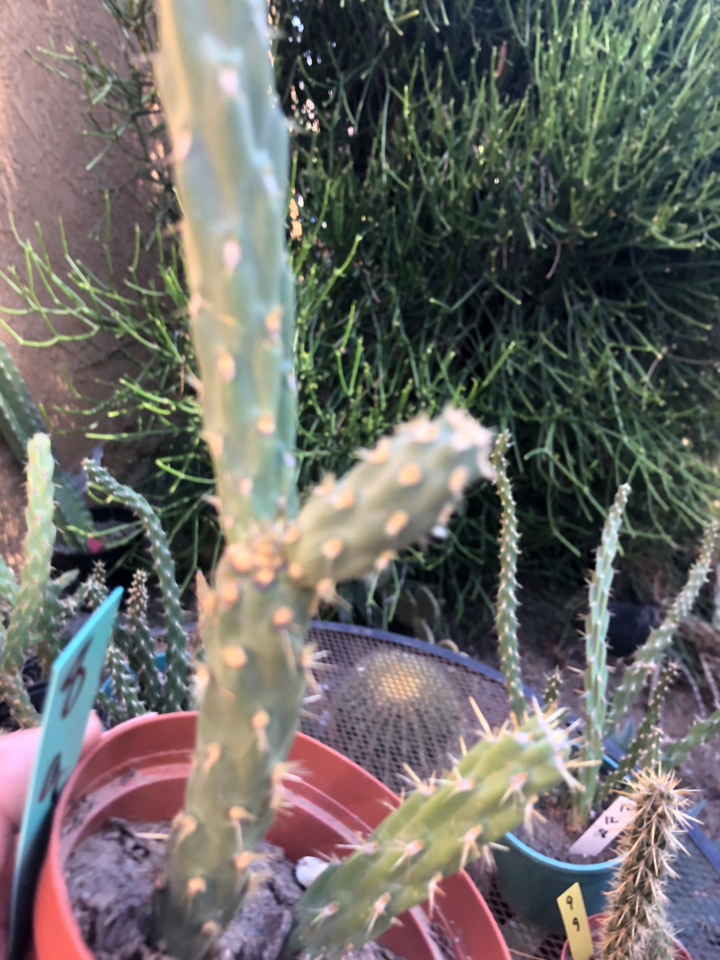 Cylindropuntia imbricata Buckhorn Cholla 9”Tall #8G