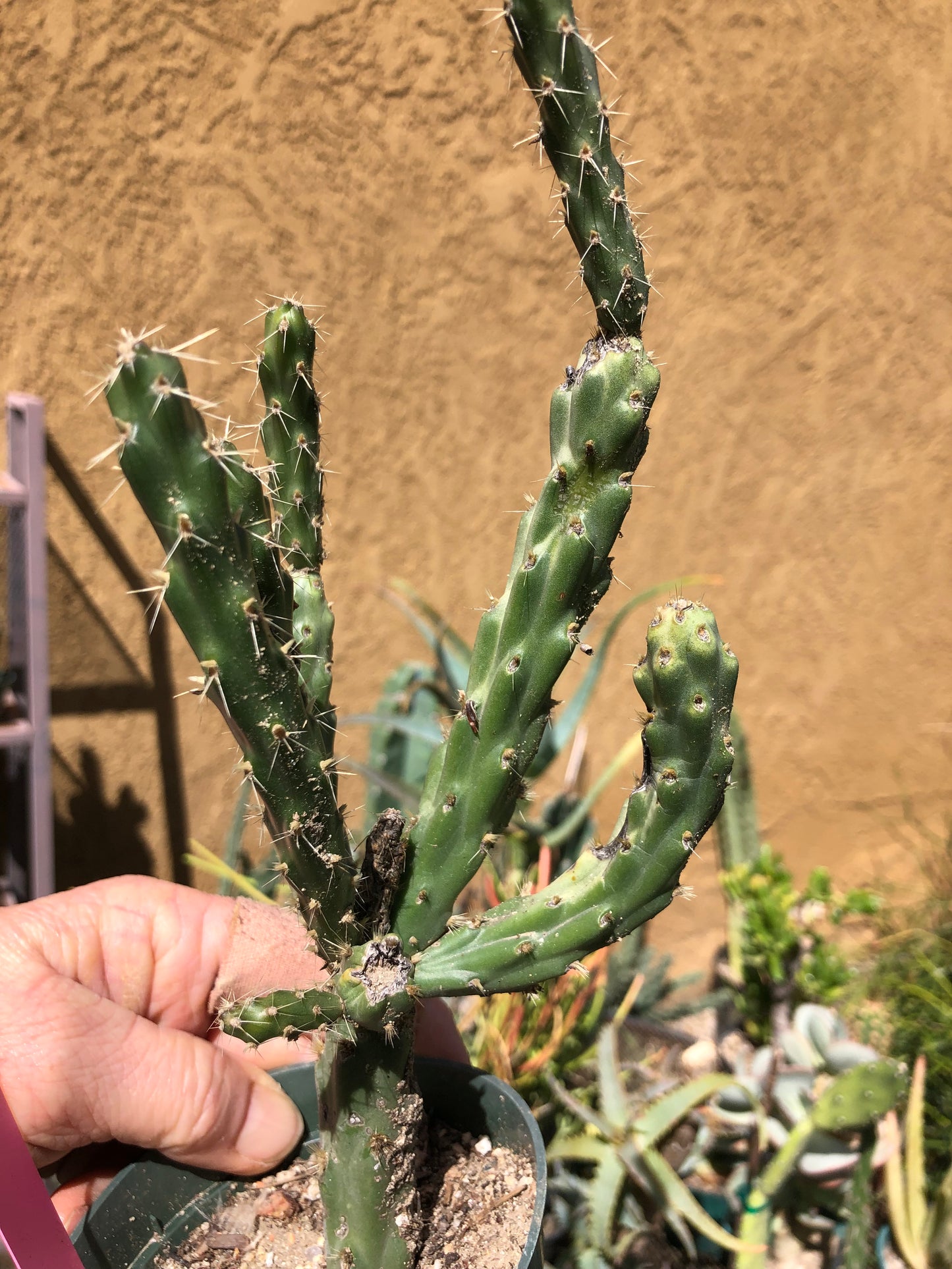 Cylindropuntia imbricata Buckhorn Cholla 10”Tall #4P