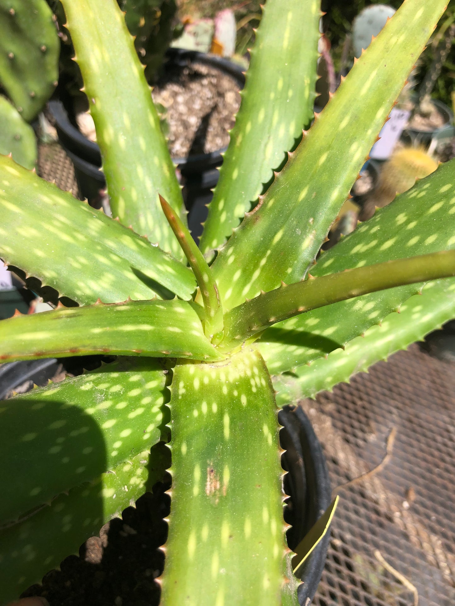 Aloe dorotheae 12" Tall 19" Wide #191Y