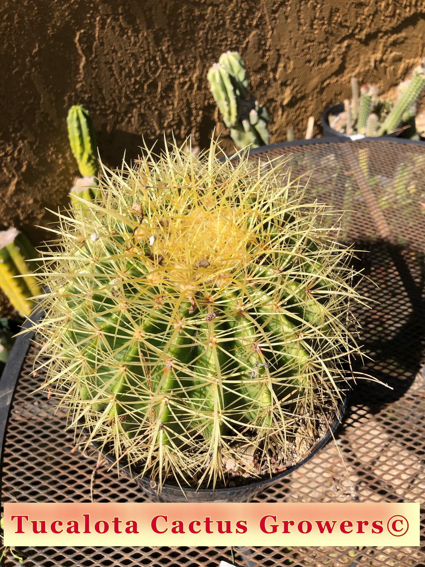 Echinocactus grusonii Golden Barrel 8"Wide