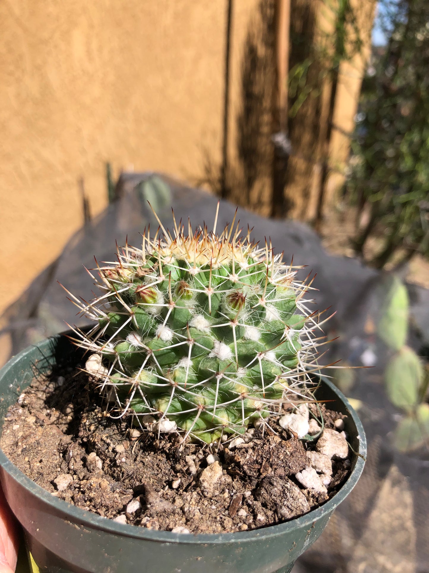 Mammillaria nejapensis Silver Arrows 2” Wide #24Y