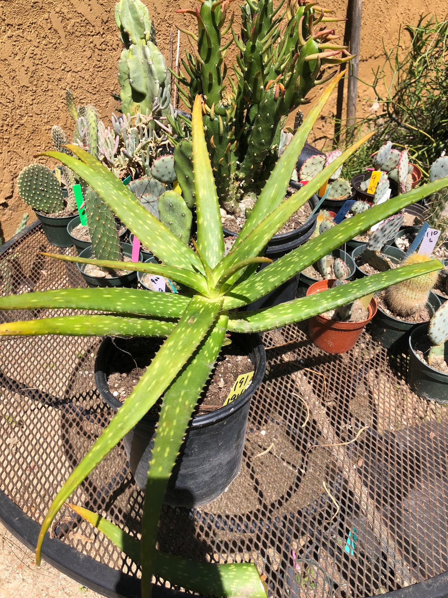 Aloe dorotheae 12" Tall 19" Wide #191Y