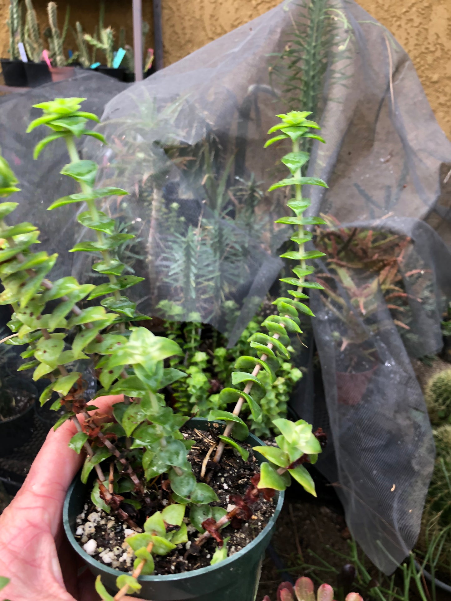 Crassula perforata Variegata String of Buttons 7"Tall #3W