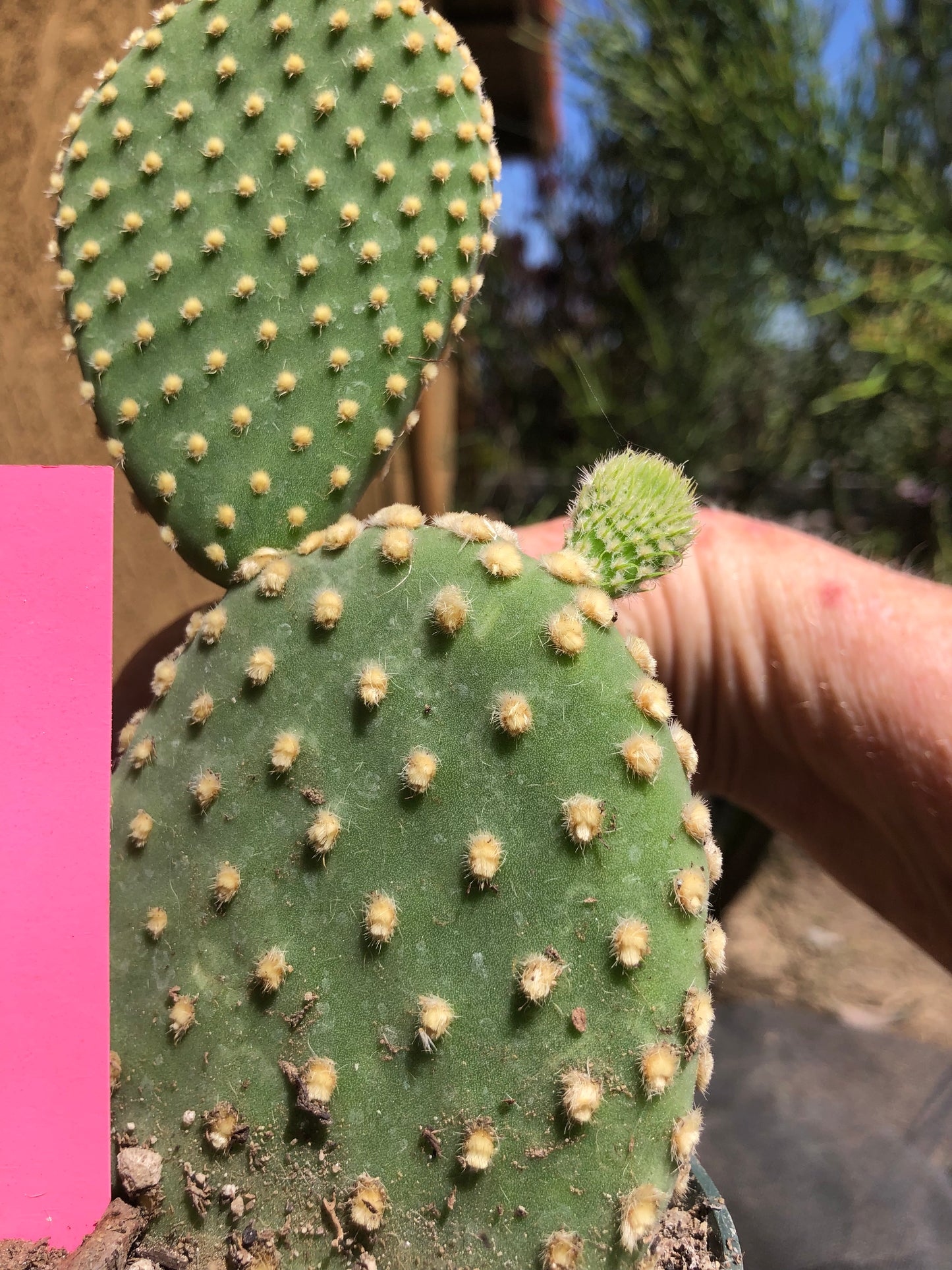 Opuntia microdasys Off White Bunny 6"Tall #P