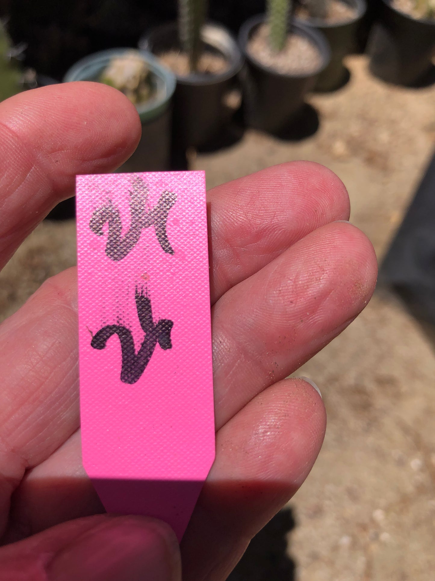 Austrocylindropuntia Full Size Eve's Needle 26"Tall #26P