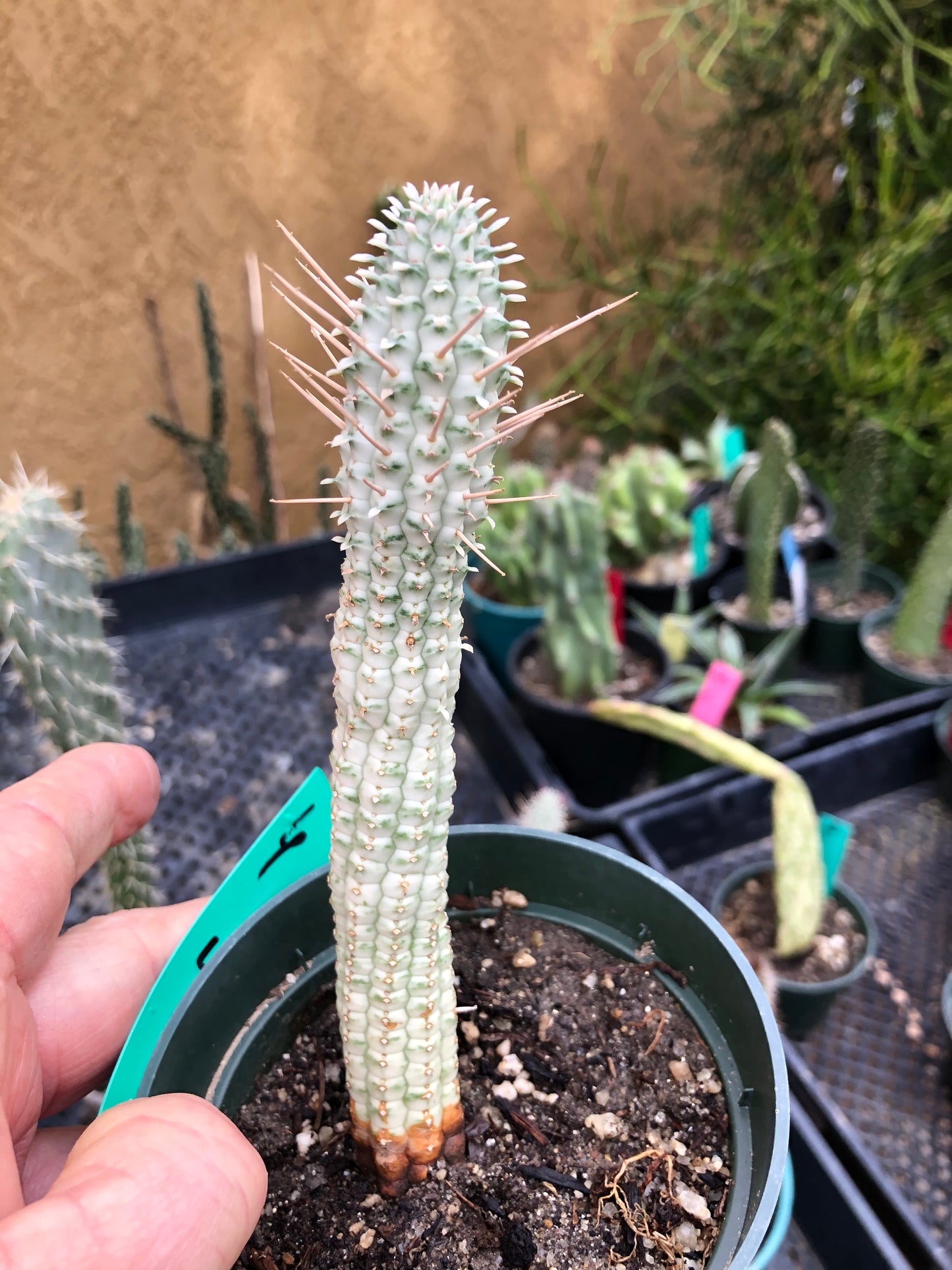 Euphorbia mammillarias variegata Corn Cob 6"Tall #6G