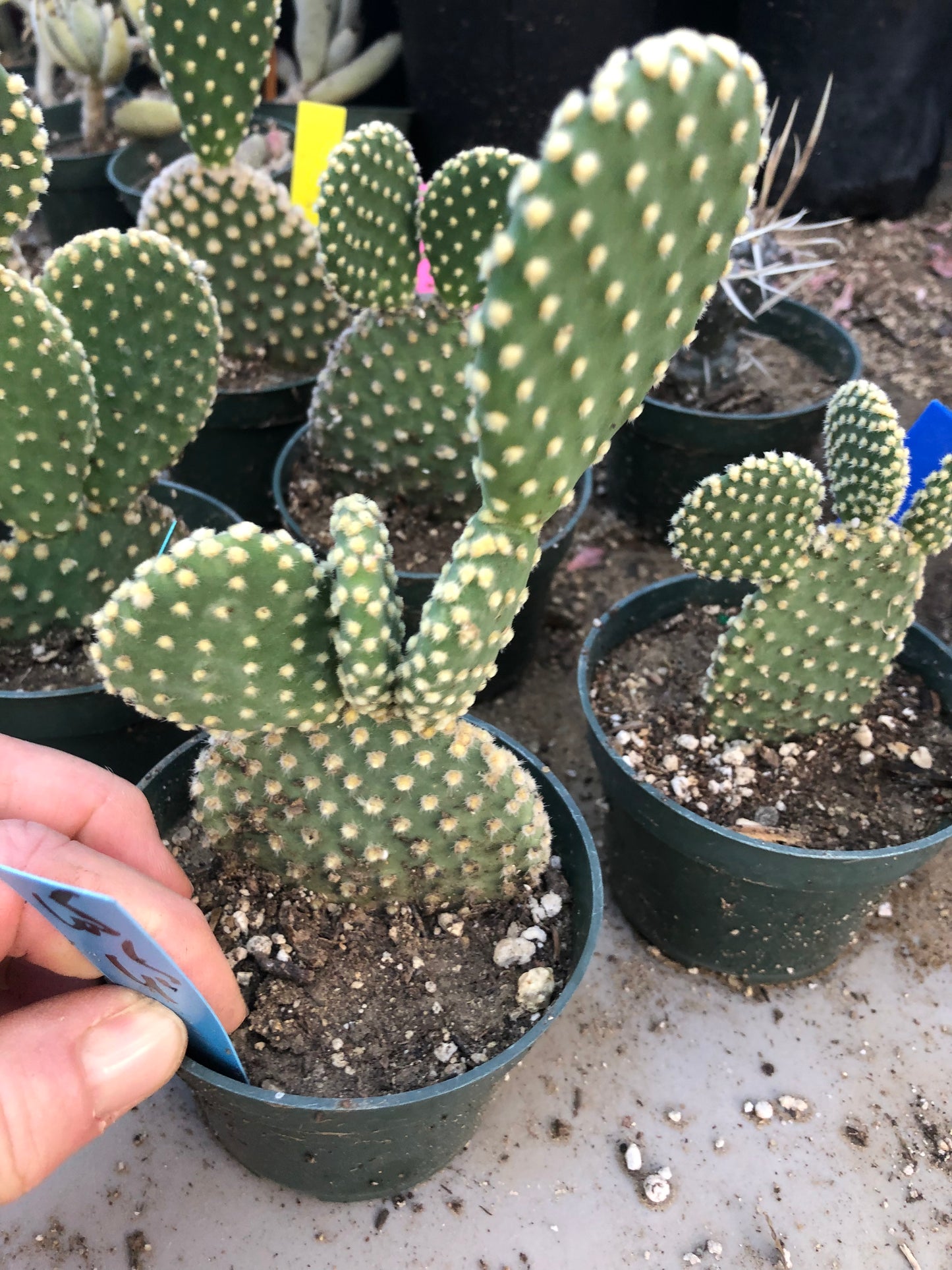 Opuntia microdasys Off White Bunny 6.5"Tall #65B