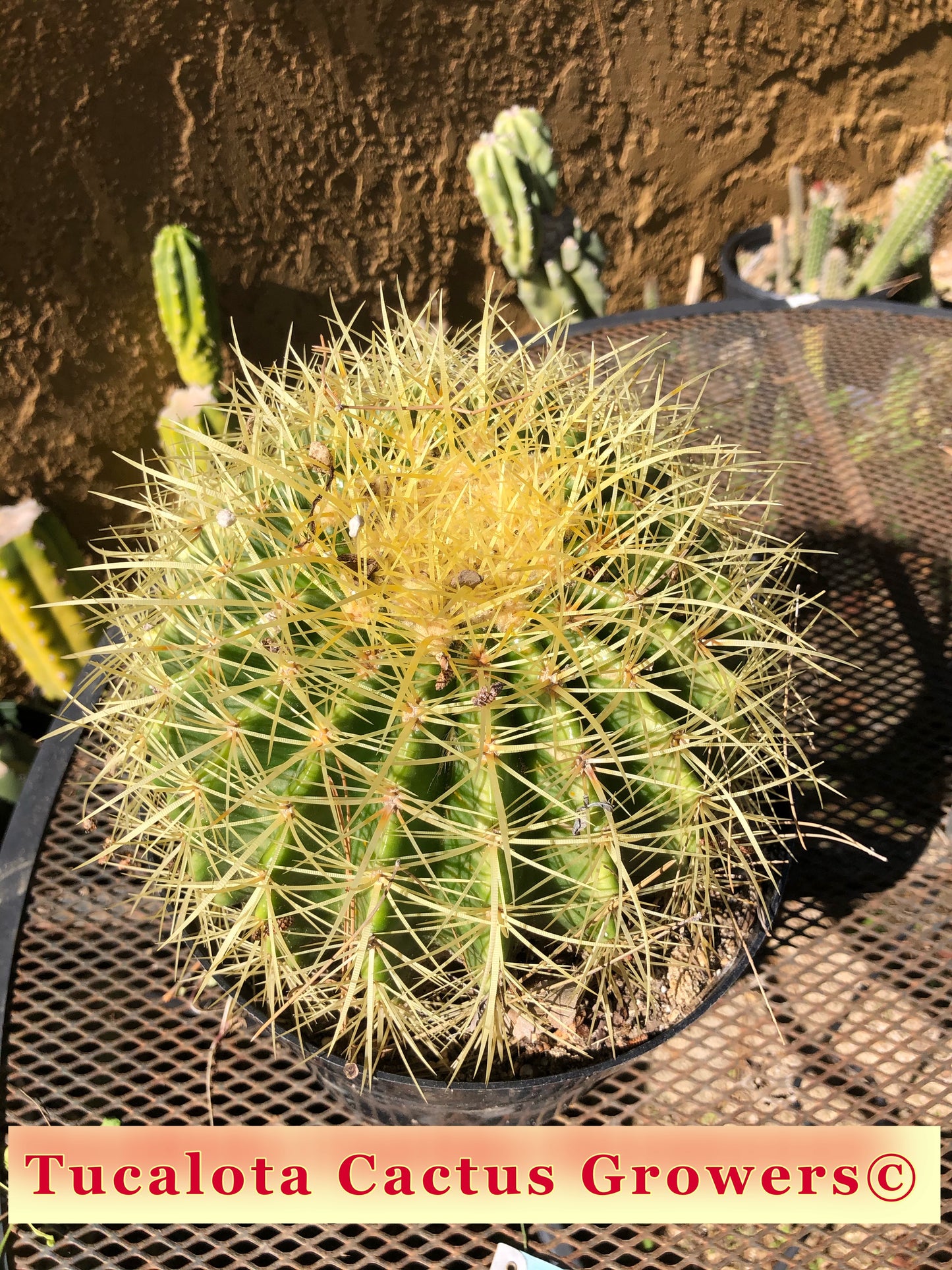 Echinocactus grusonii Golden Barrel 8"Wide