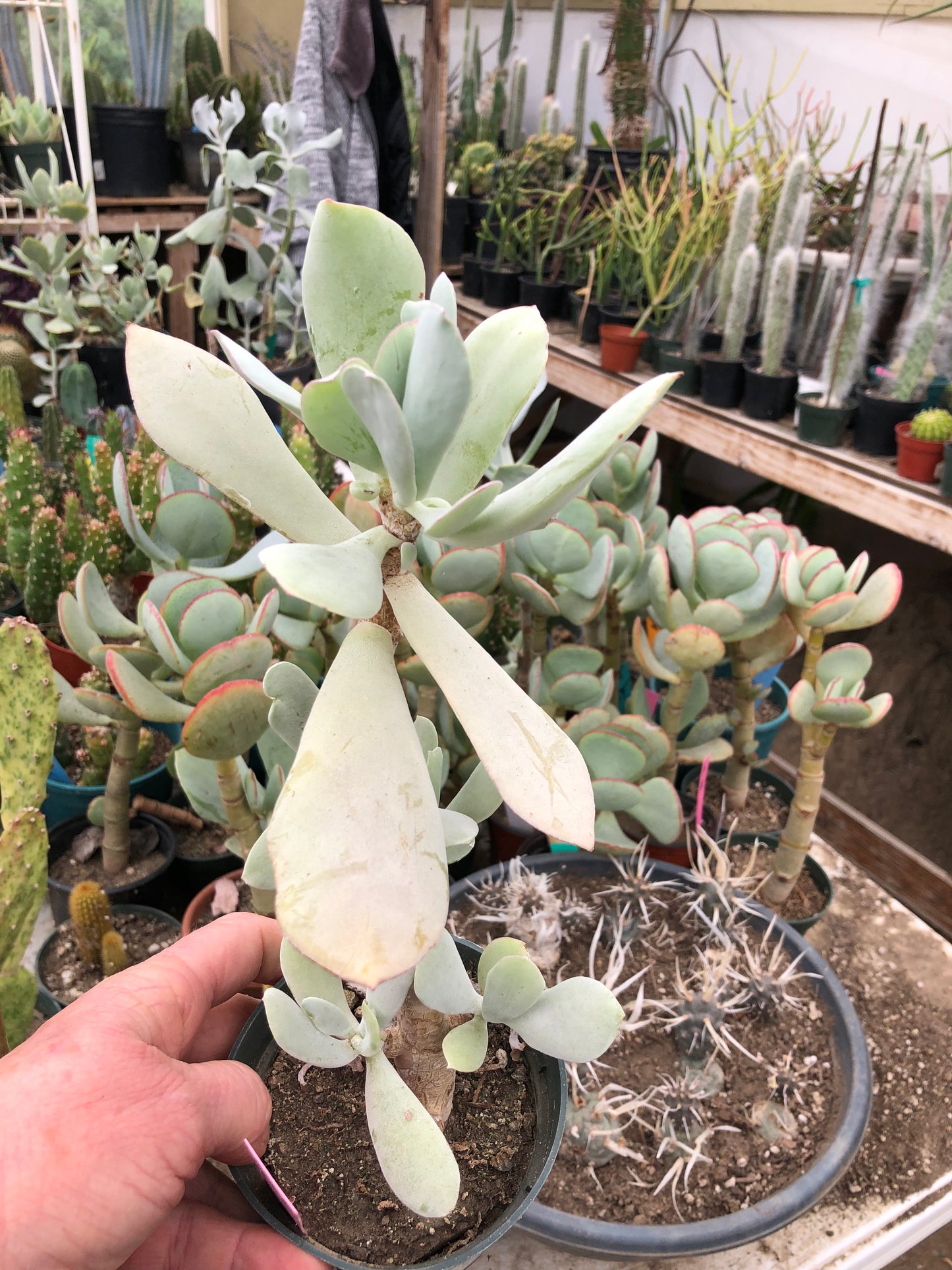 Cotyledon Silver Waves Succulent 10.5"Tall #6P