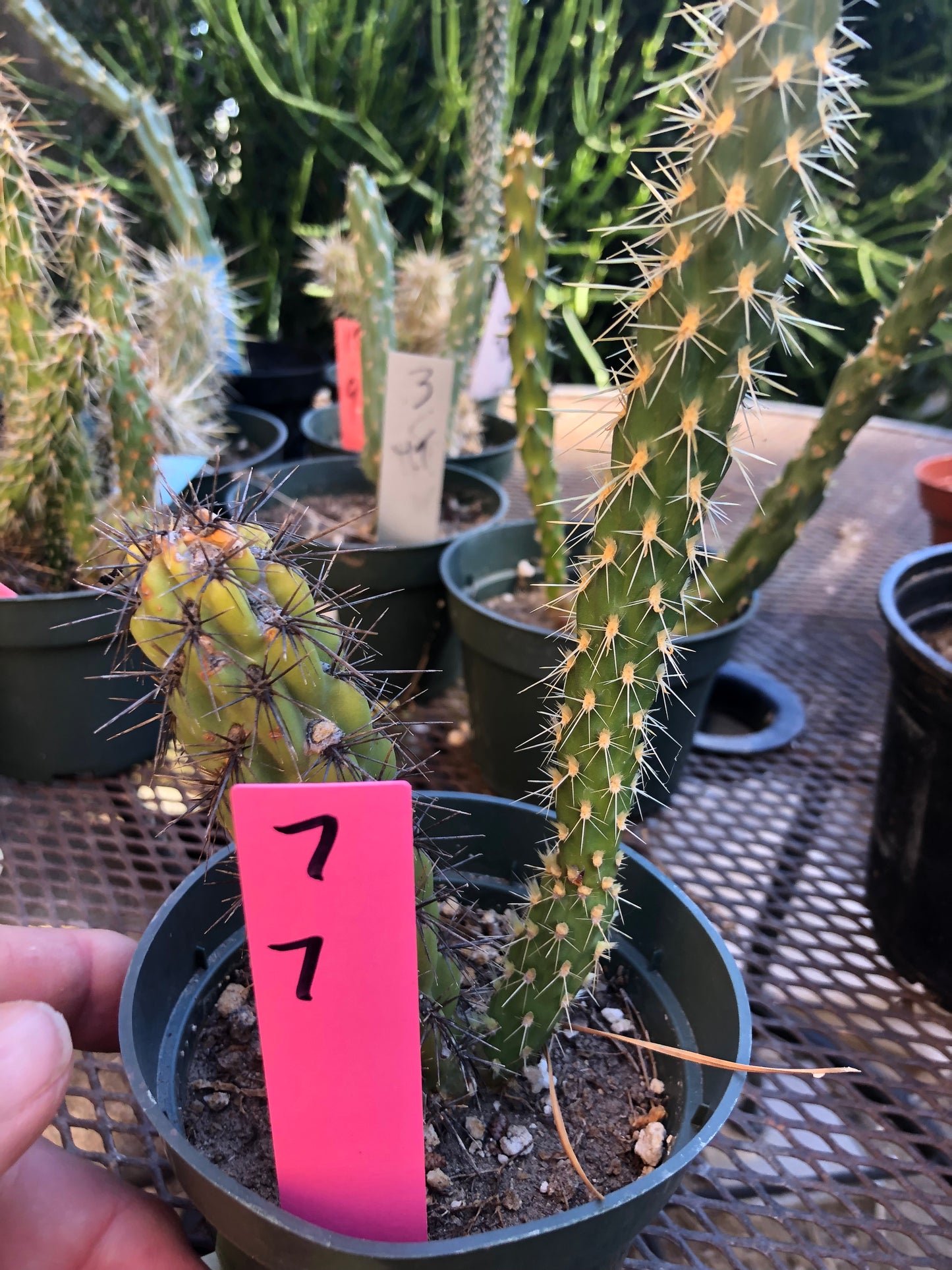 Cylindropuntia imbricata Buckhorn Cholla 7”Tall #7P