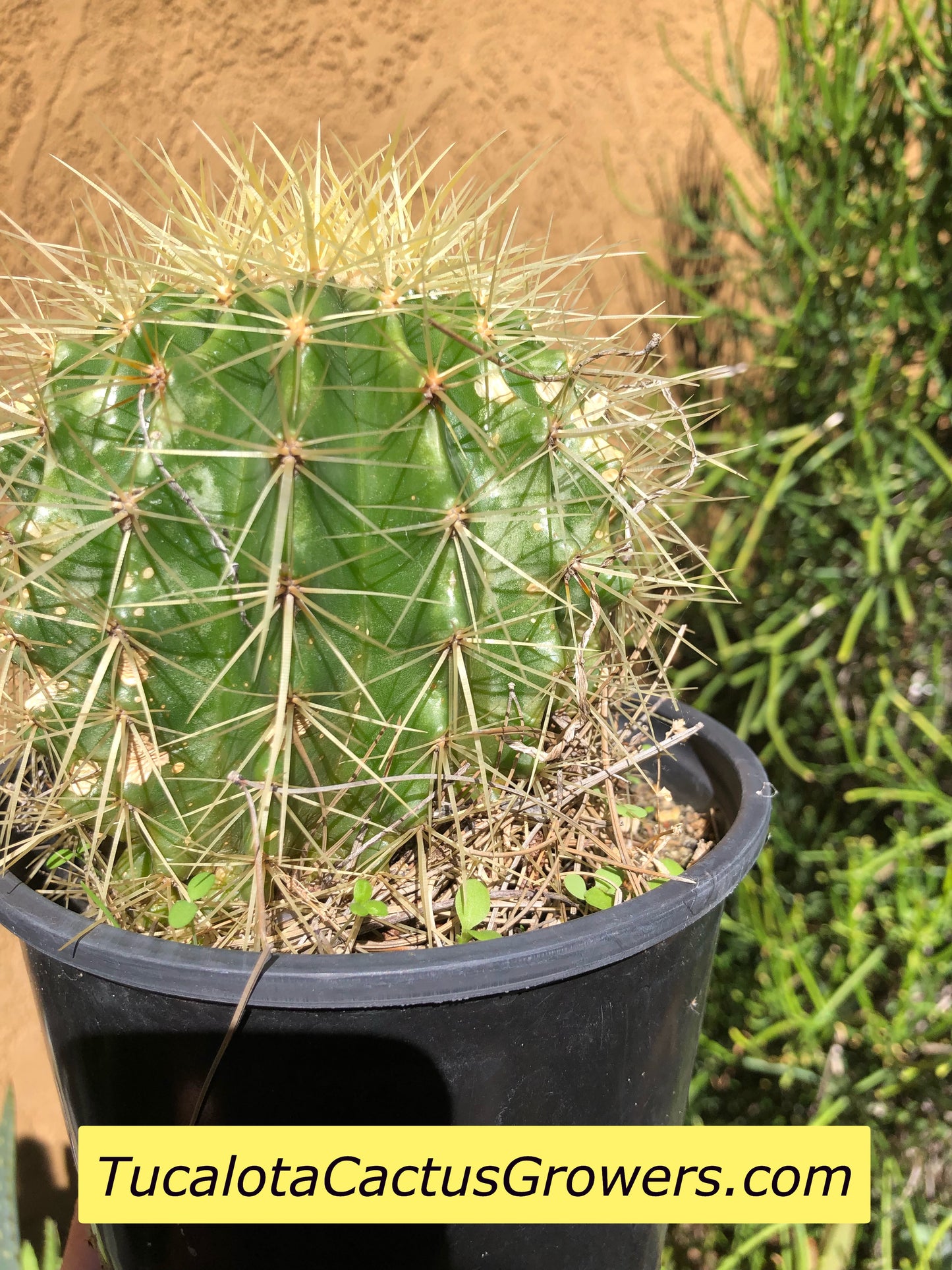 Echinocactus grusonii Golden Barrel 5"Wide #7G