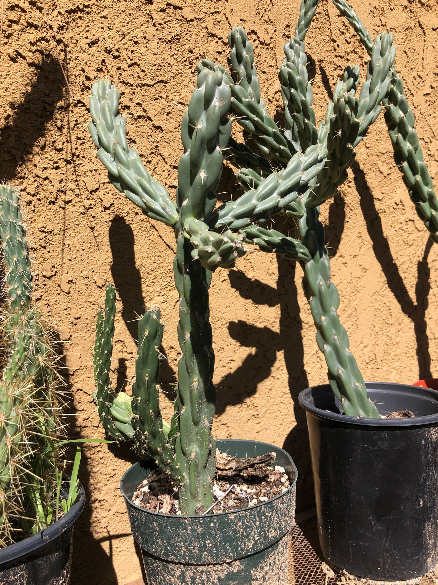 Cylindropuntia imbricata Buckhorn Cholla 16”Tall #5