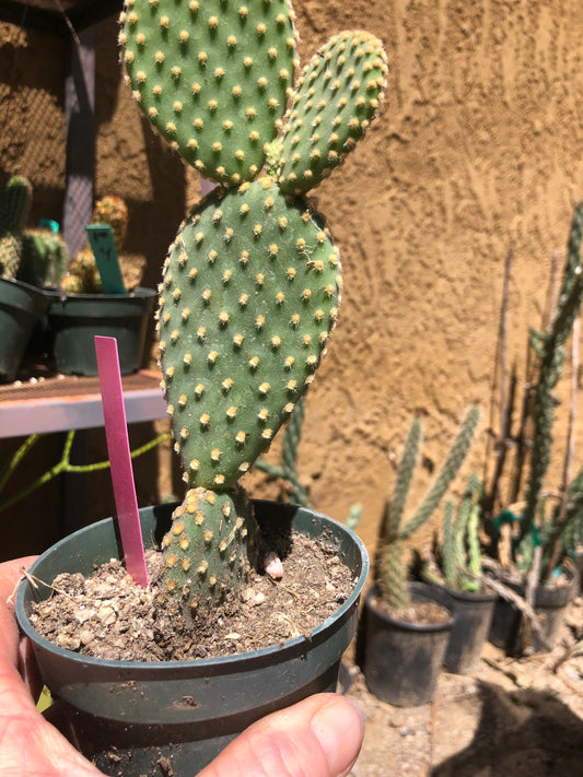 Opuntia microdasys Off White Bunny 7"Tall #140P