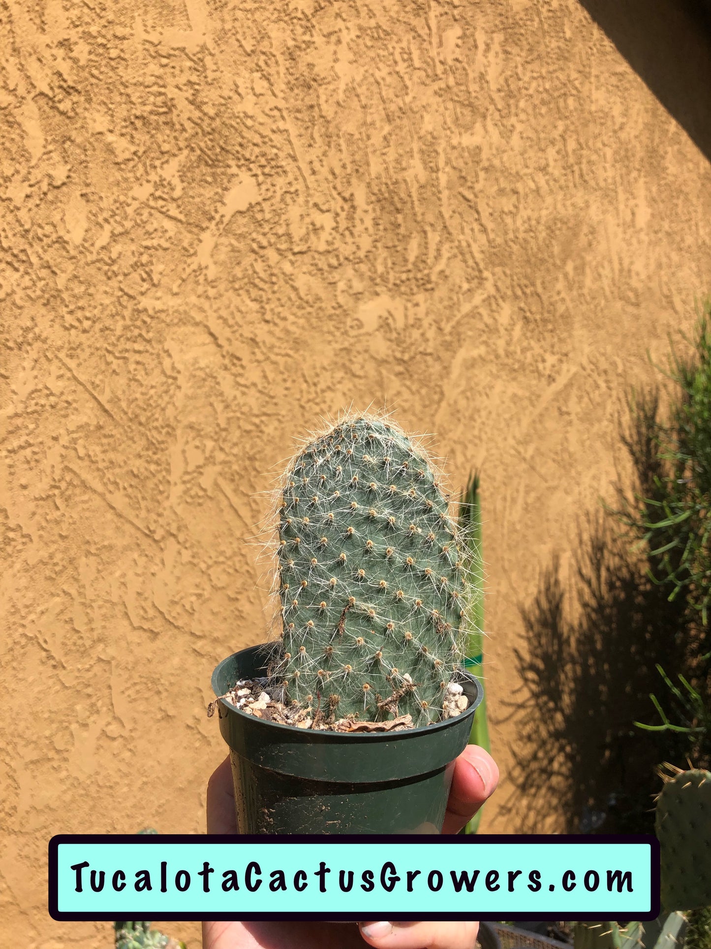 Opuntia pilifera (Cocoche loco) 5"T 3"W #5W