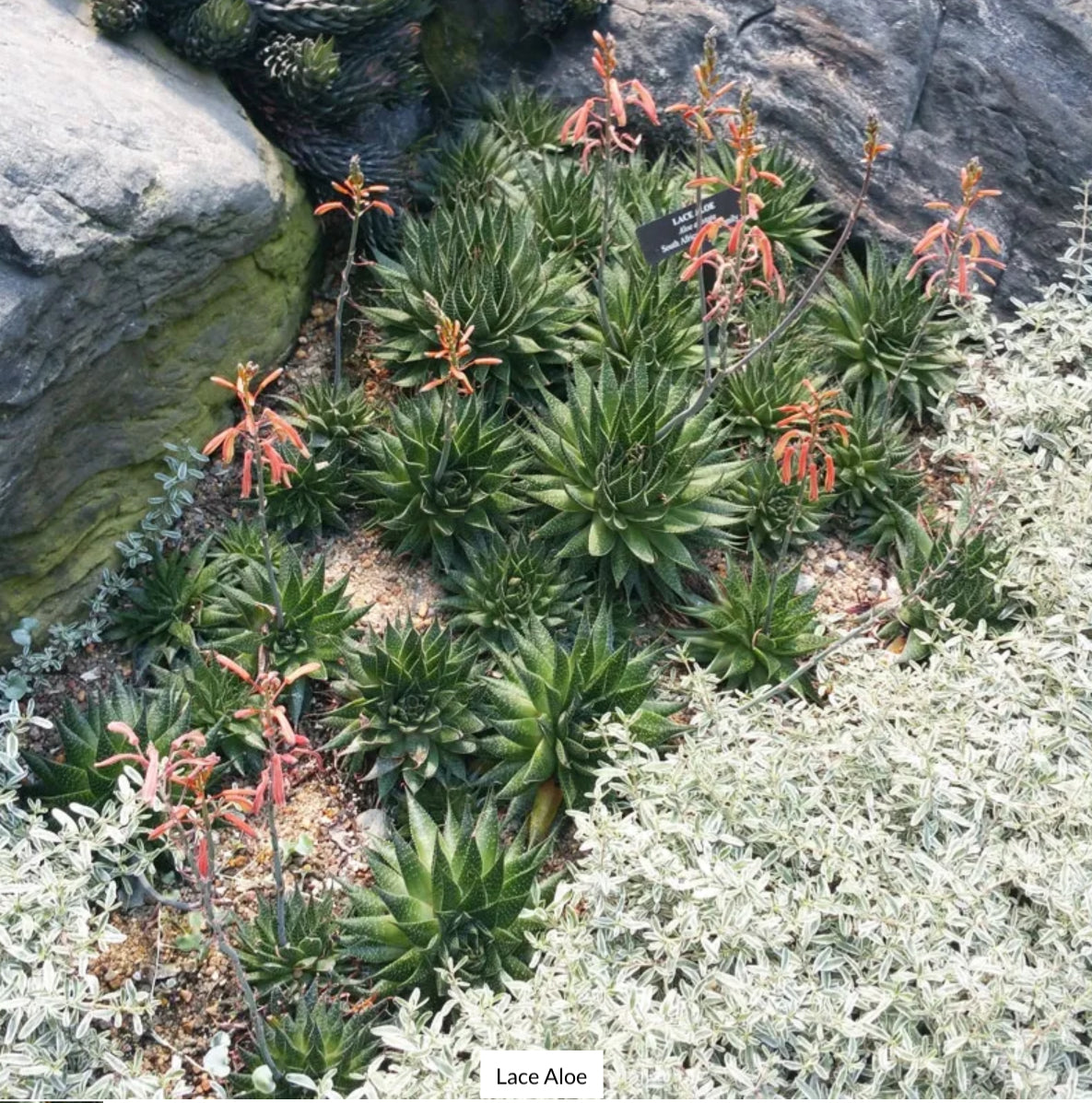 Guinea-fowl aloe Extra Large Aristaloe aristata 9”Wide 7”Tall #71B