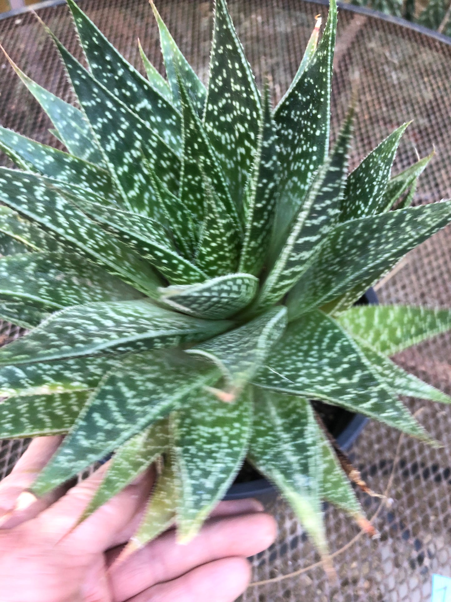 Guinea-fowl aloe Extra Large Aristaloe aristata 9”Wide 7”Tall #71B