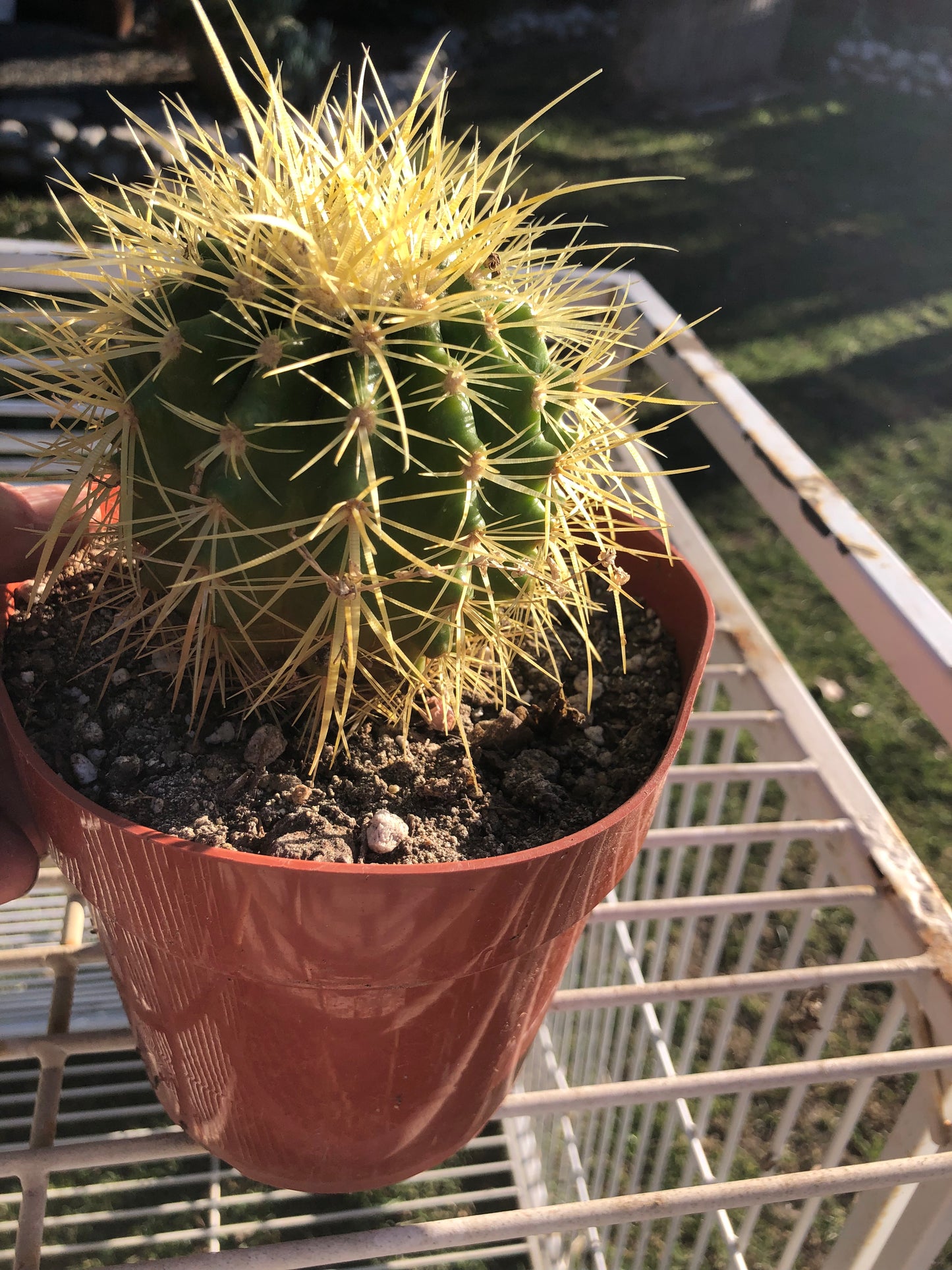 grusonii Golden Barrel 4"Wide #4G