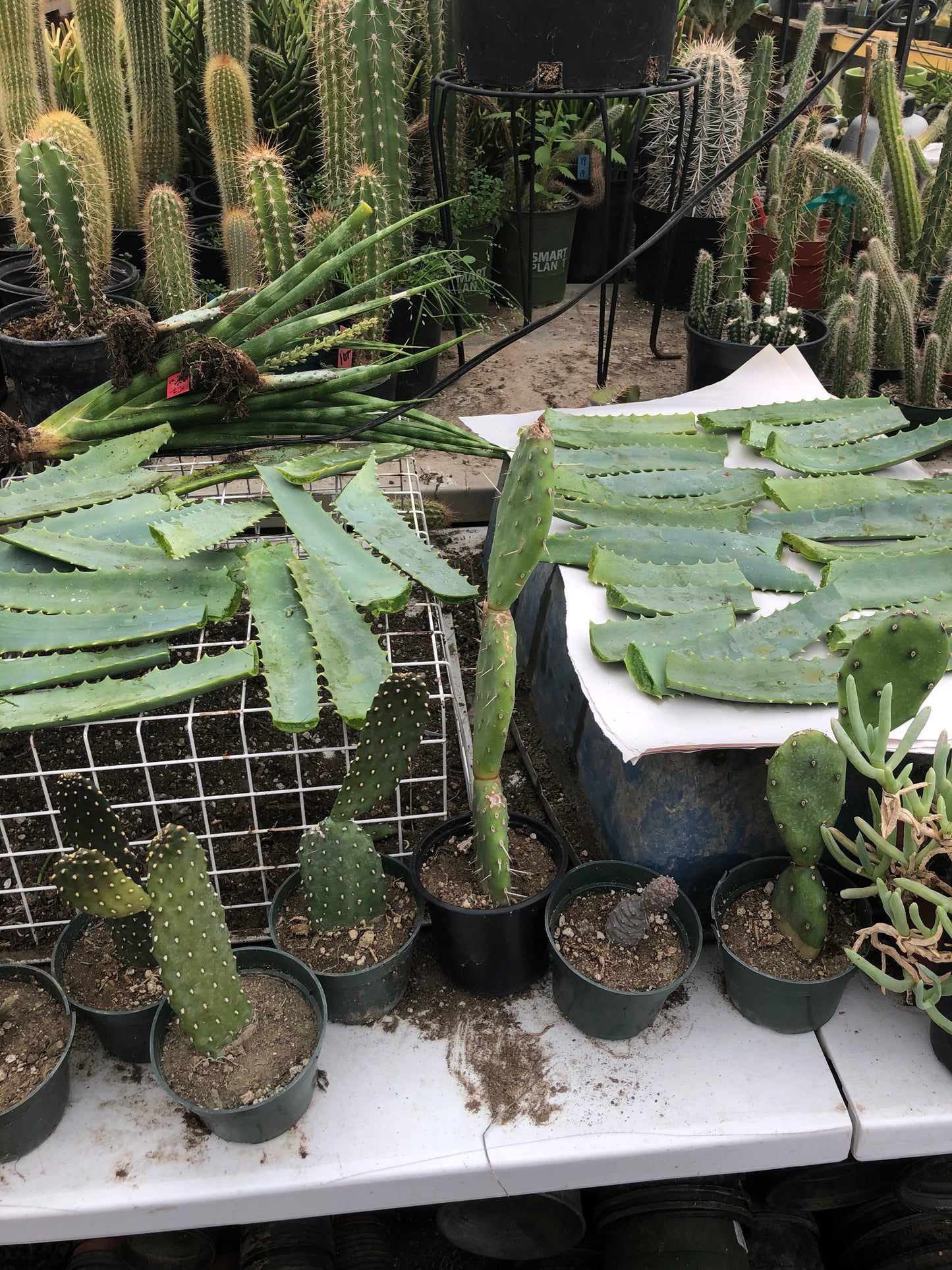 Aloe arborescens leaves 14oz Taken from 10yr Plant Sent out Fresh