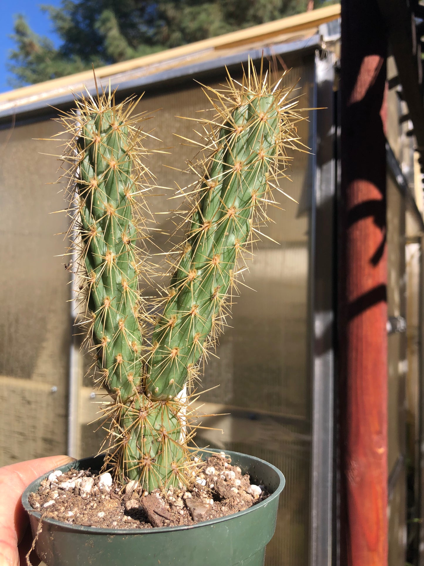 Cholla Cylindropuntia  Buckhorn 6”T #6W