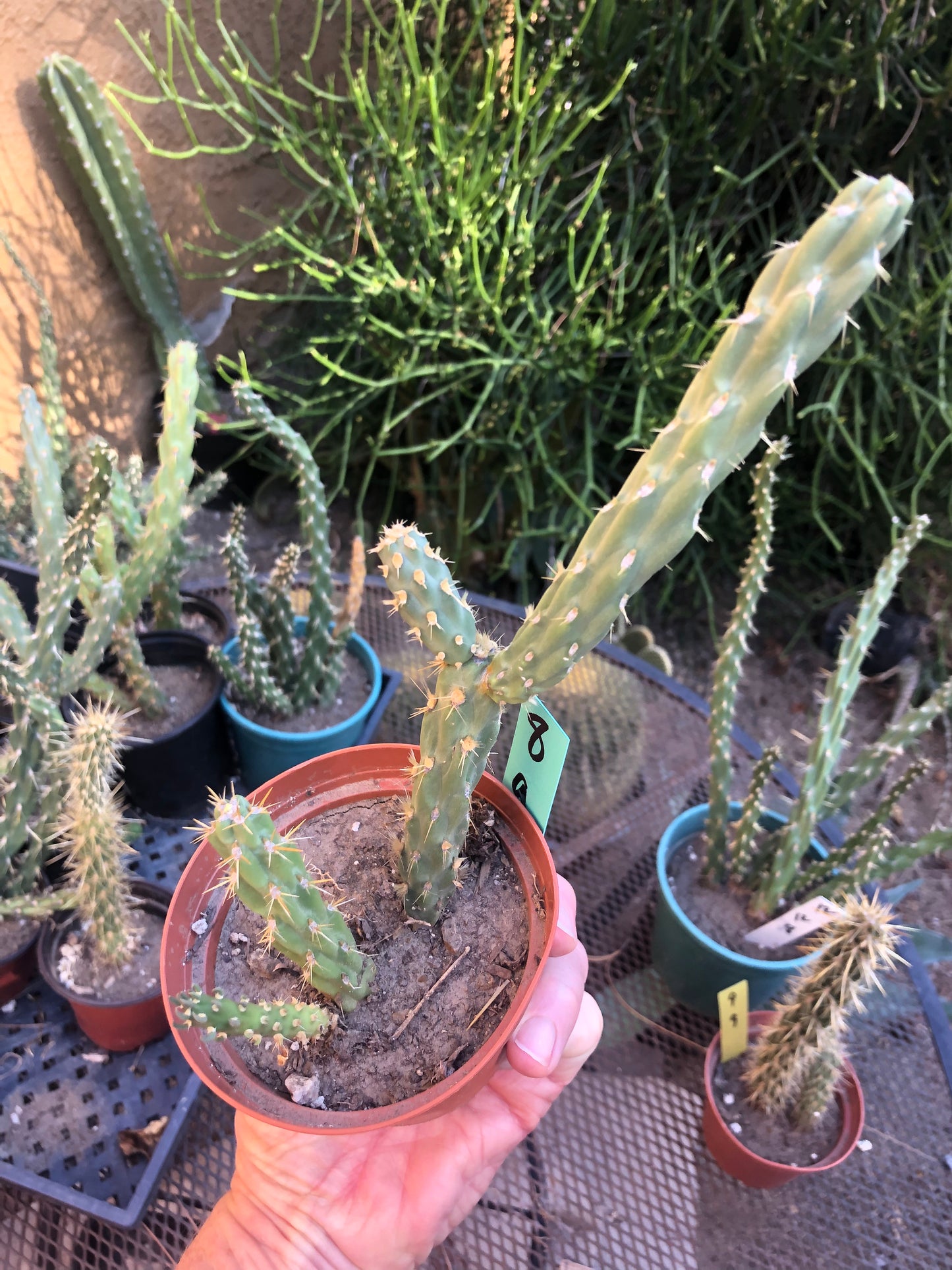 Cylindropuntia imbricata Buckhorn Cholla 9”Tall #8G