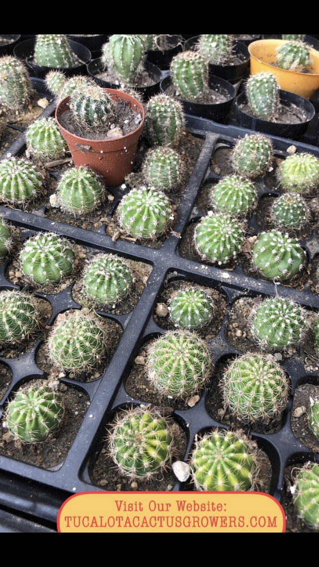 Echinopsis oxygona Red Easter Lily 1" Rooted Pup