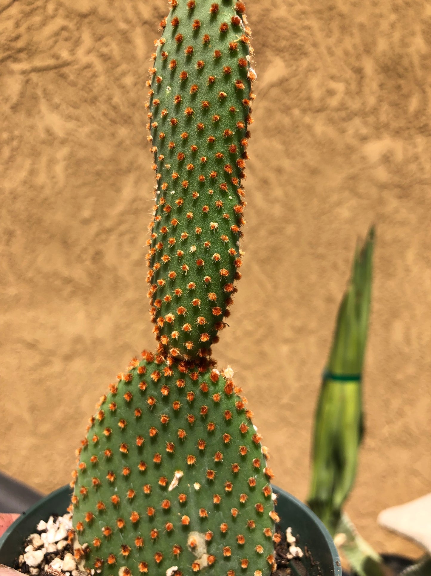 Opuntia microdasys Cinnamon 6.5"T #8B