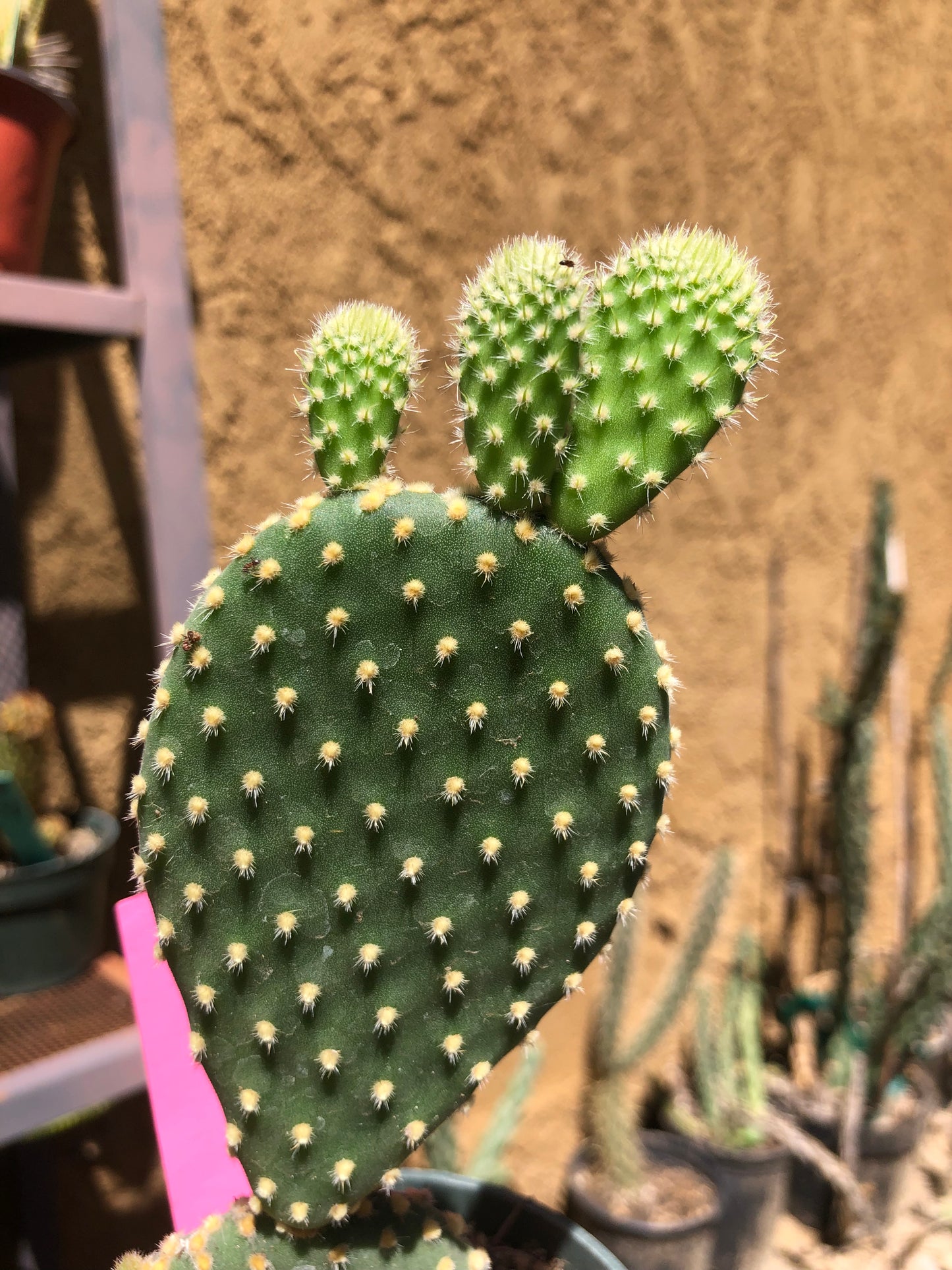 Opuntia microdasys Off White Bunny 7"Tall #133P