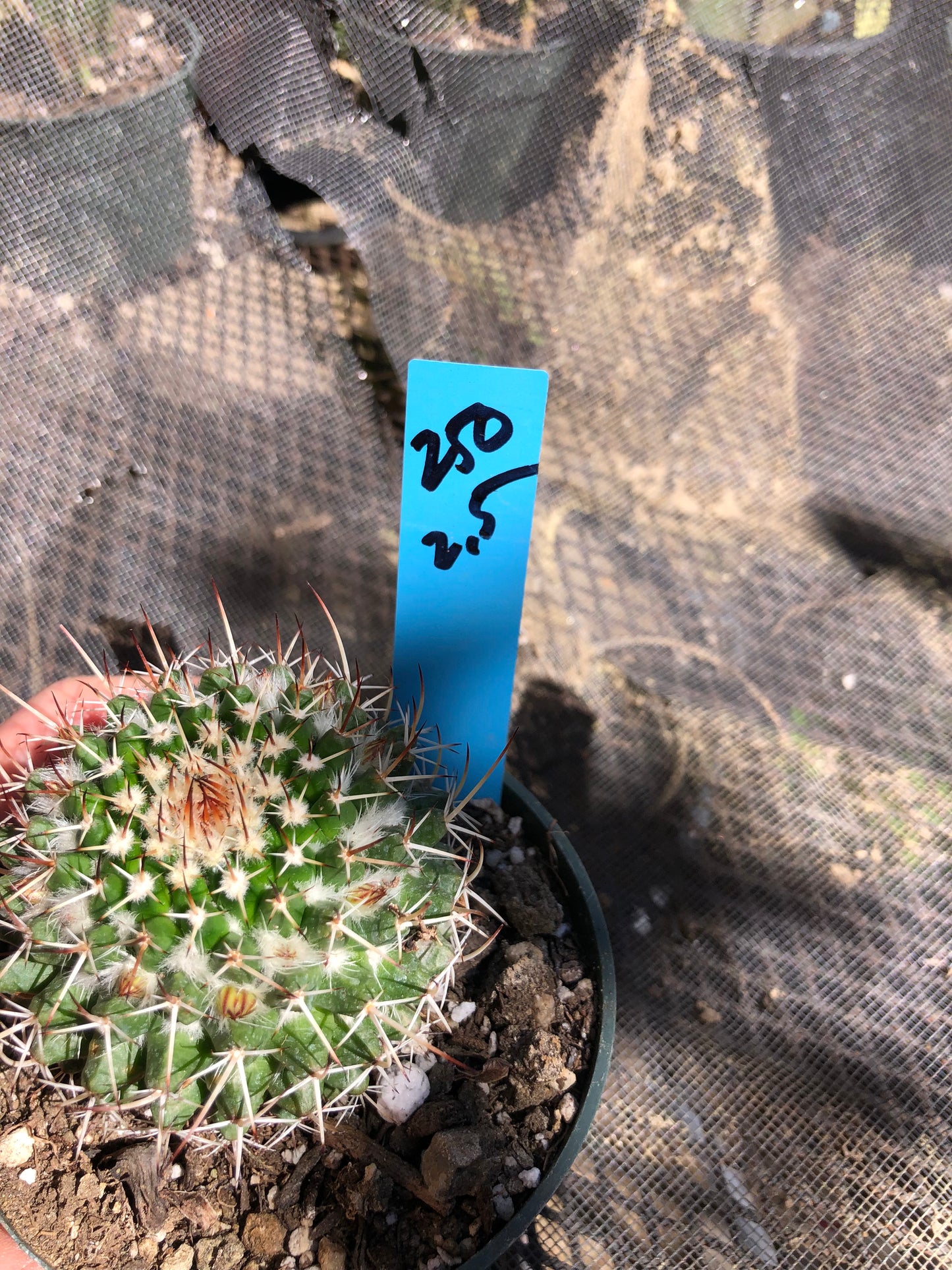Mammillaria nejapensis Silver Arrows 2.5” Wide #250B