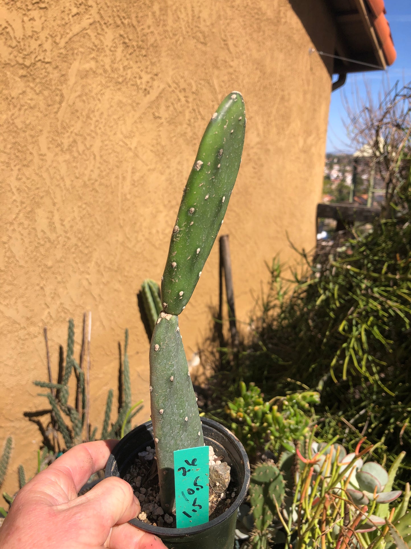 Opuntia canterae elata Ground Crawler 10.5"Tall #26G