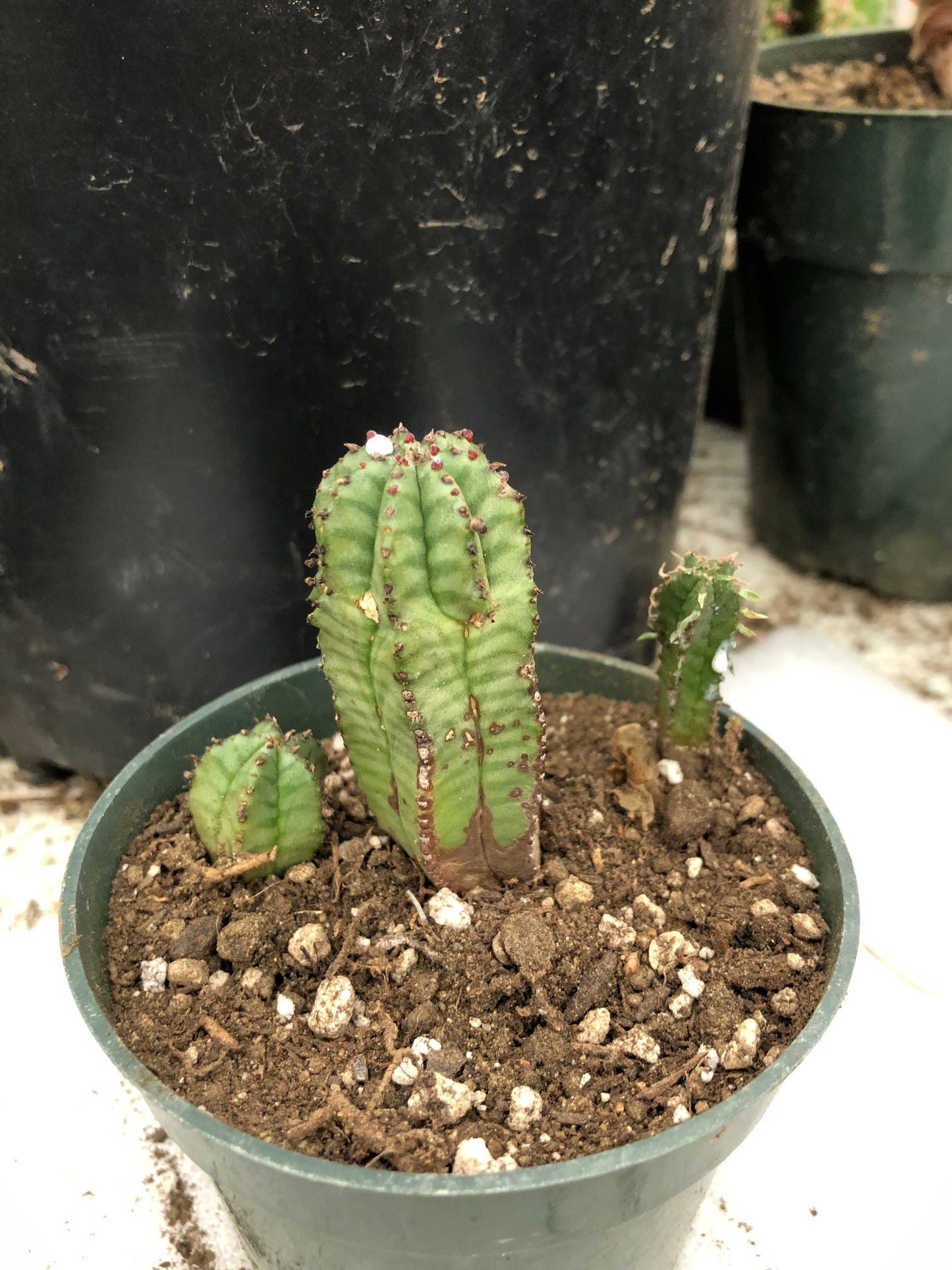 Euphorbia anoplia Green Tanzanian Zipper 2"Tall #1Y
