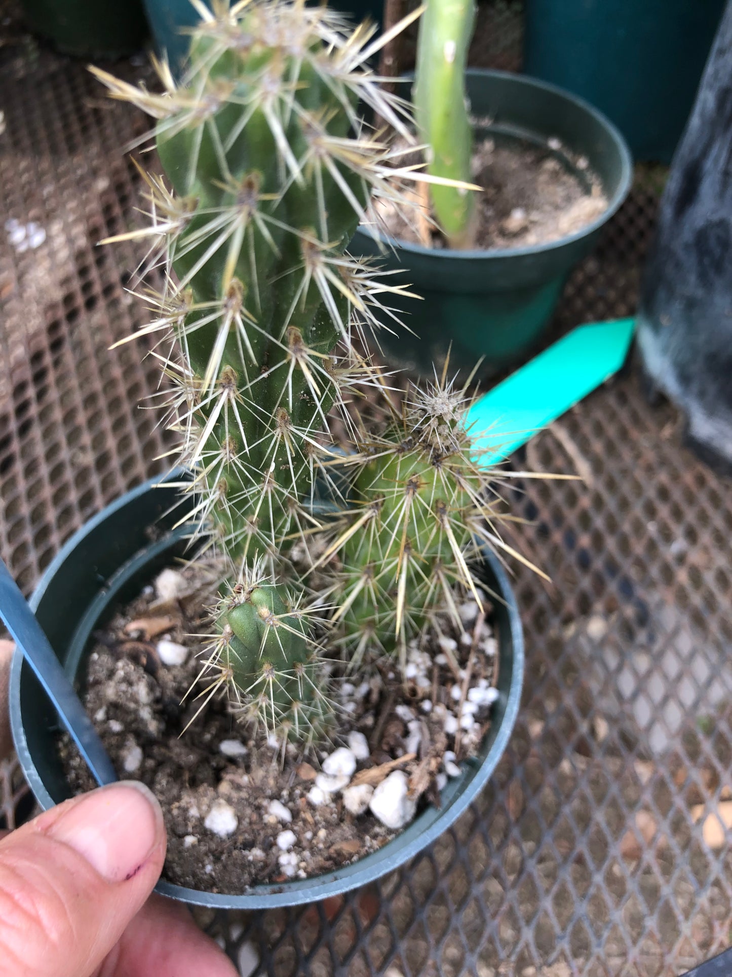 Cylindropuntia imbricata Buckhorn Cholla 6”Tall #15B