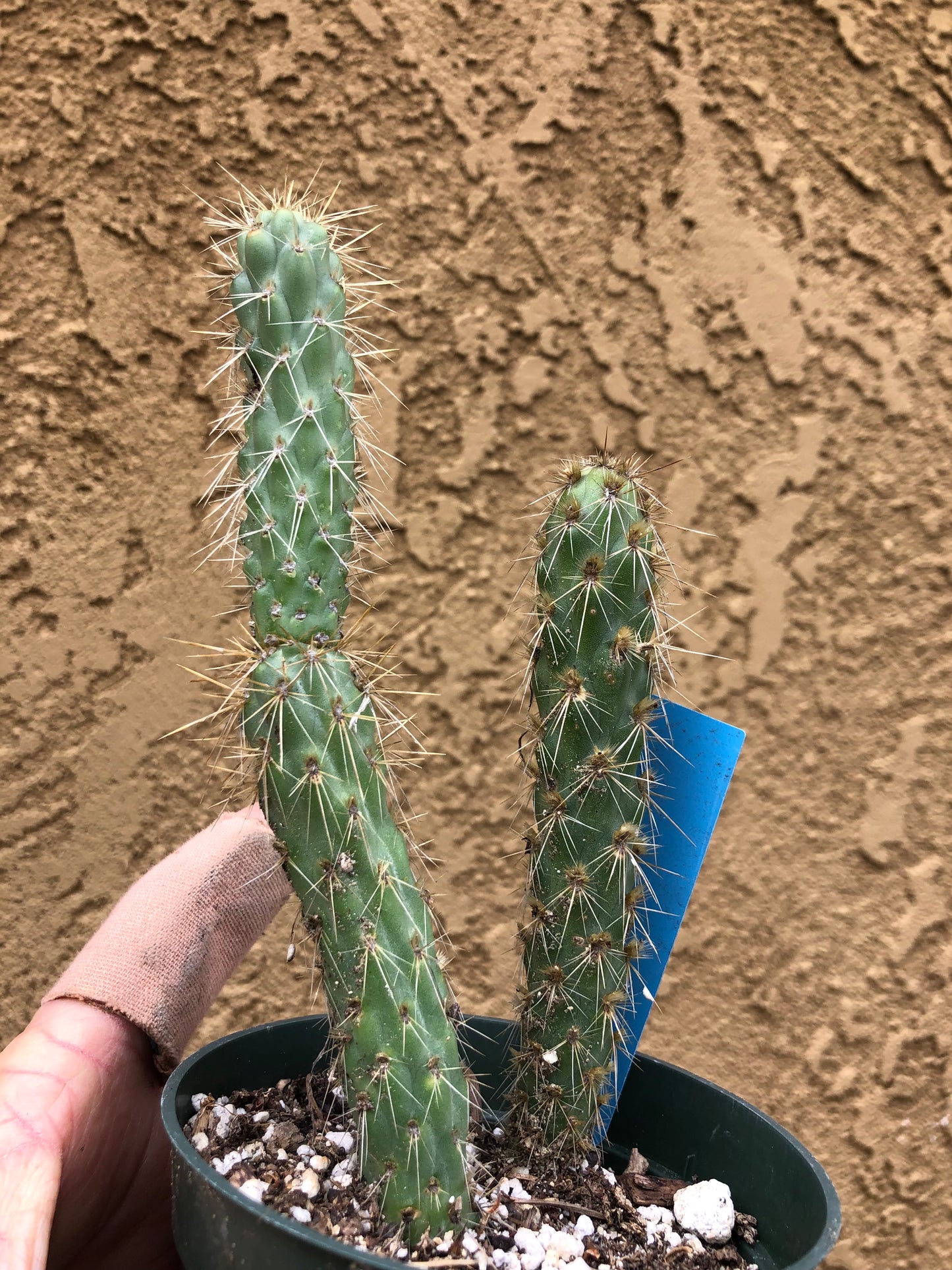 Cylindropuntia imbricata Buckhorn Cholla 6”Tall #63B