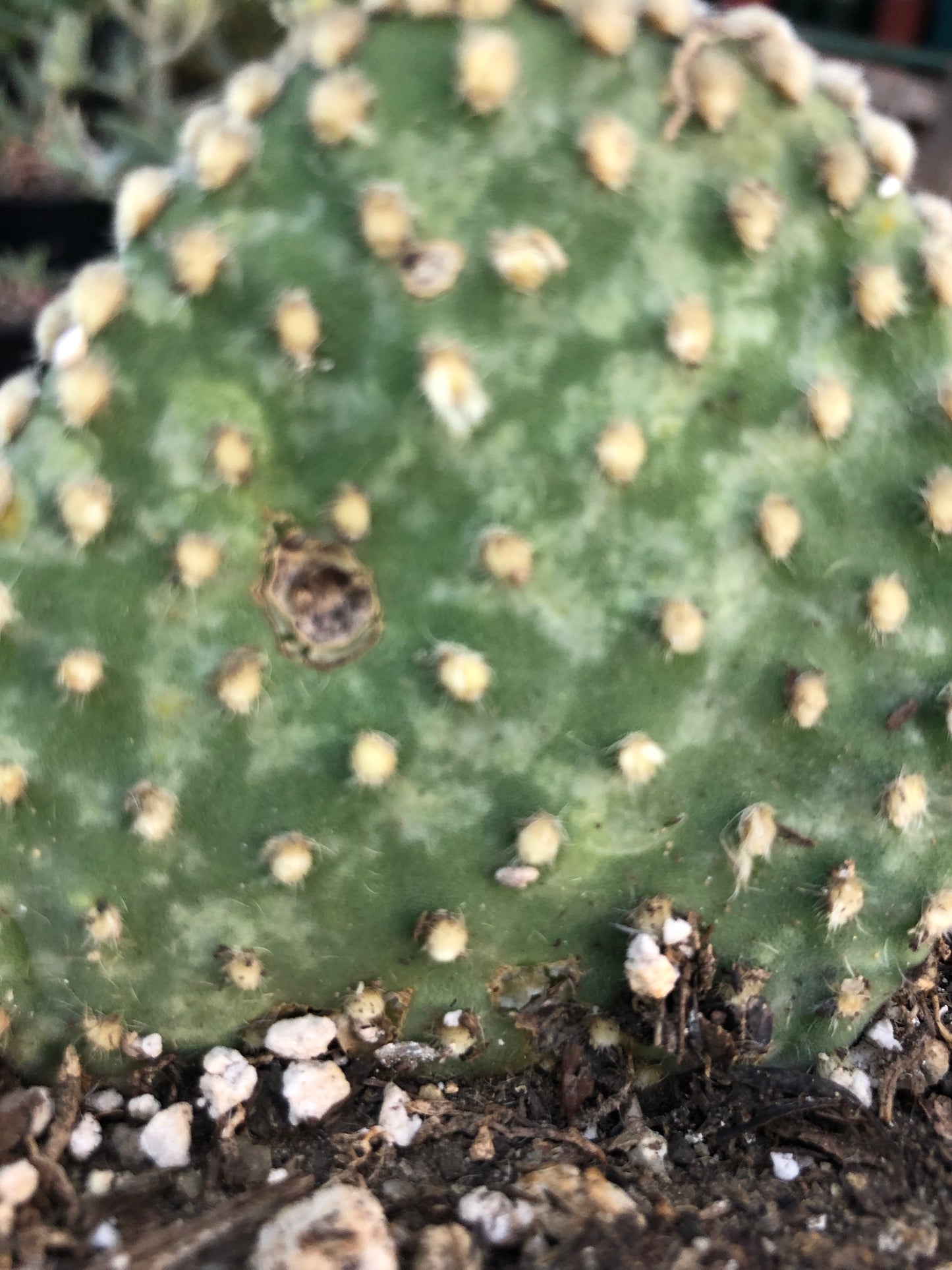 Opuntia microdasys Off White Bunny 5"Tall #51B