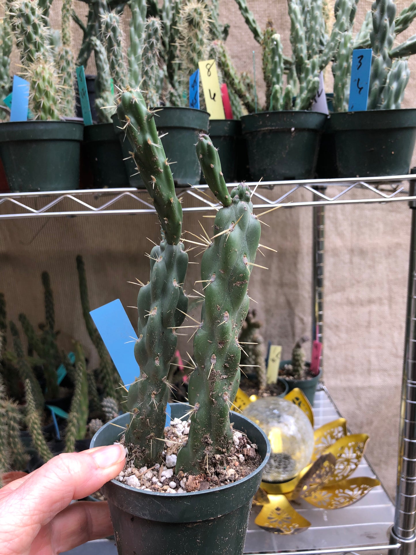 Cholla Cylindropuntia Imbricata Buckhorn 8"Tall #8B