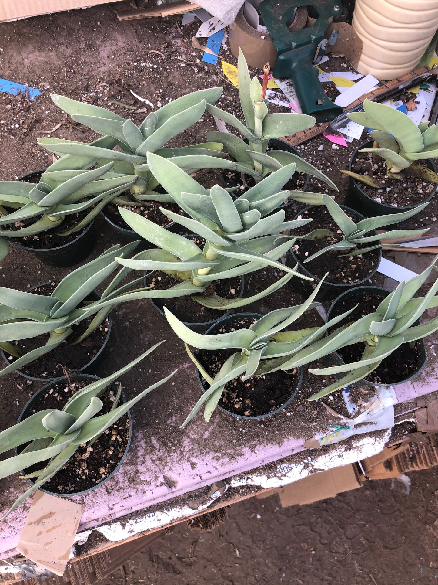 Crassula falcata Airplane Plant  5"Tall 5"Wide #10B