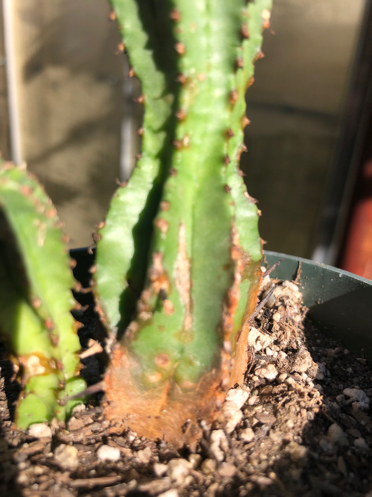 Euphorbia anoplia Green Tanzanian Zipper 4"Tall  #3B