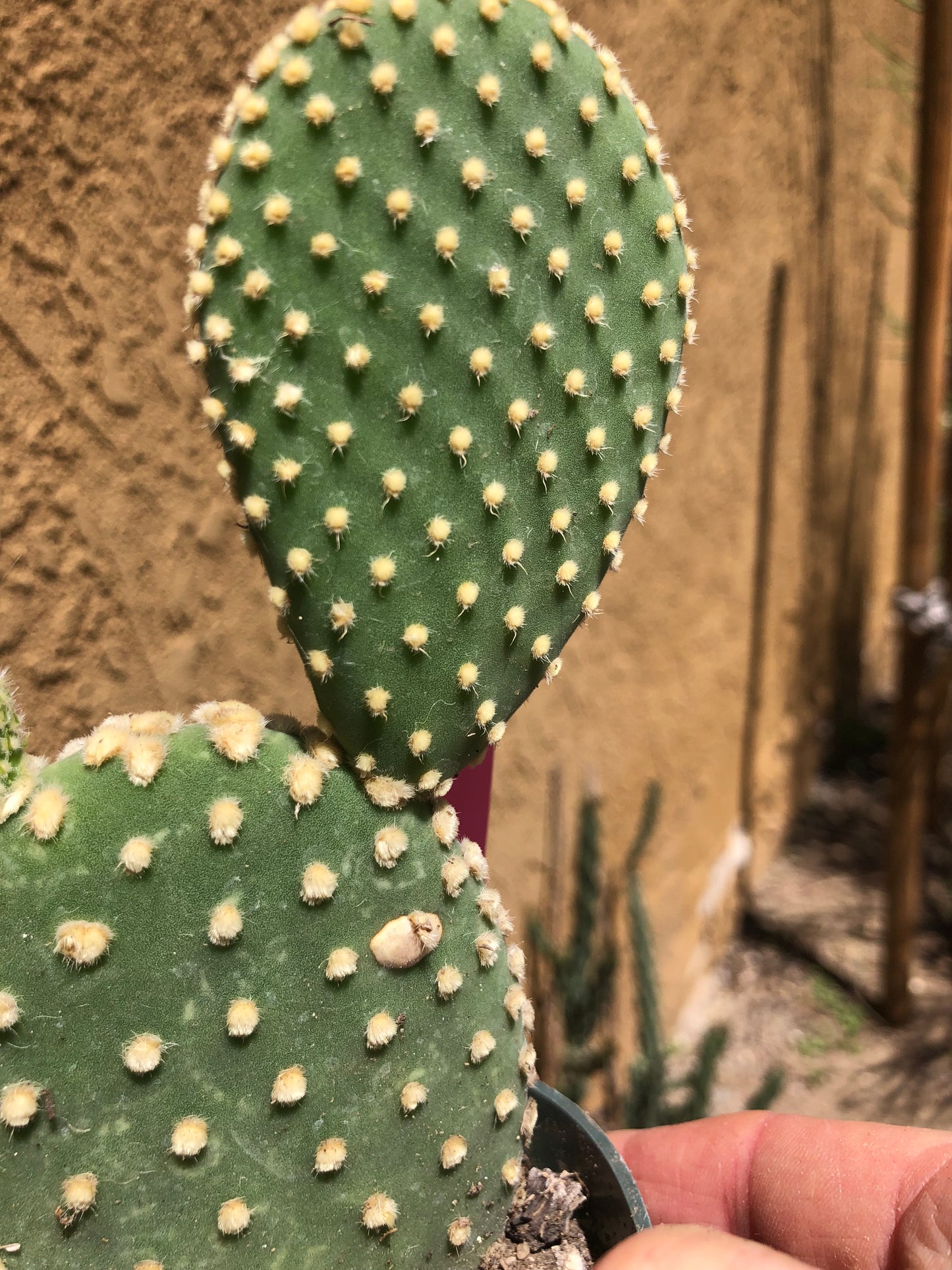 Opuntia microdasys Off White Bunny 6"Tall #P