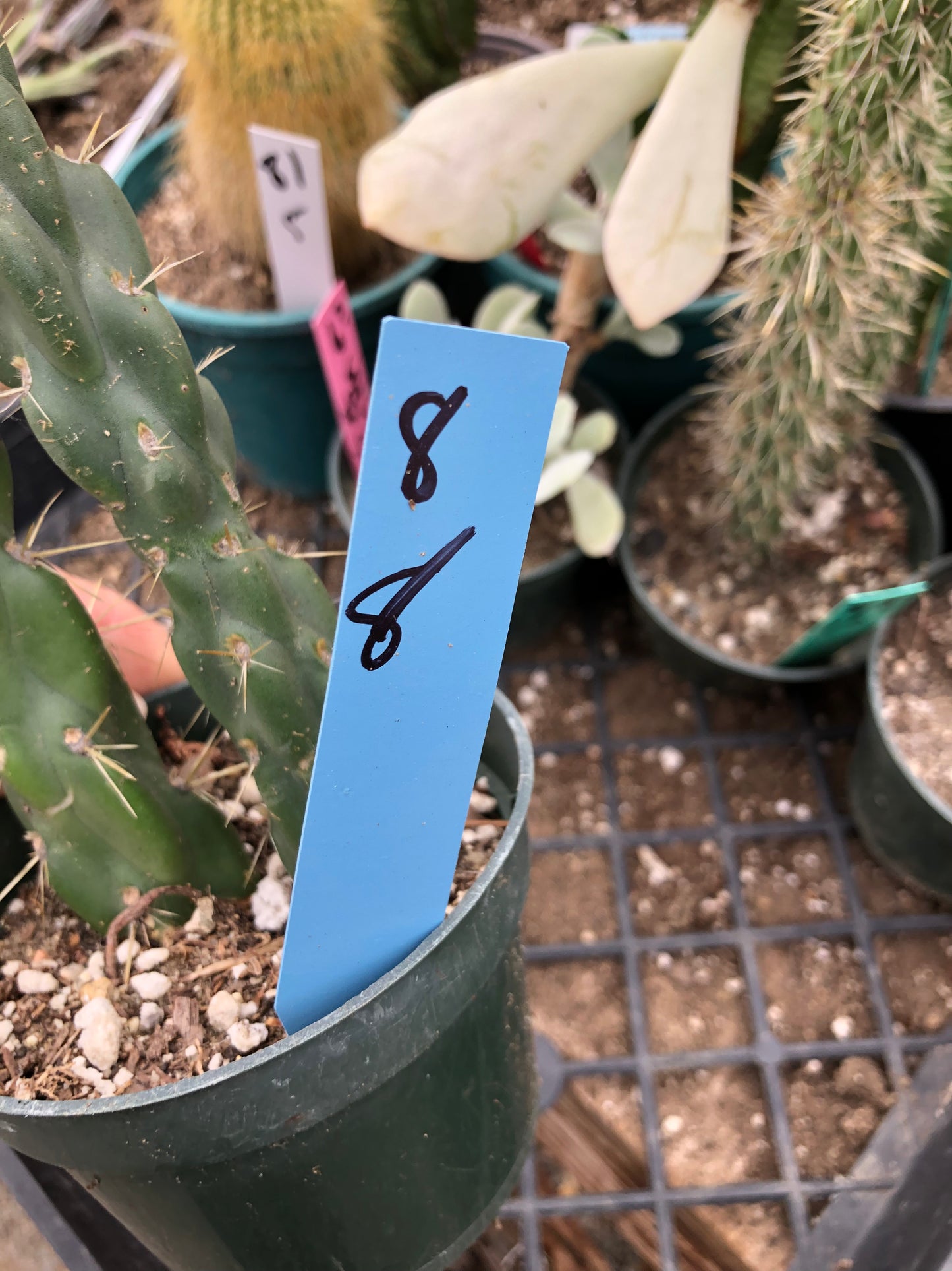 Cholla Cylindropuntia Imbricata Buckhorn 8"Tall #8B