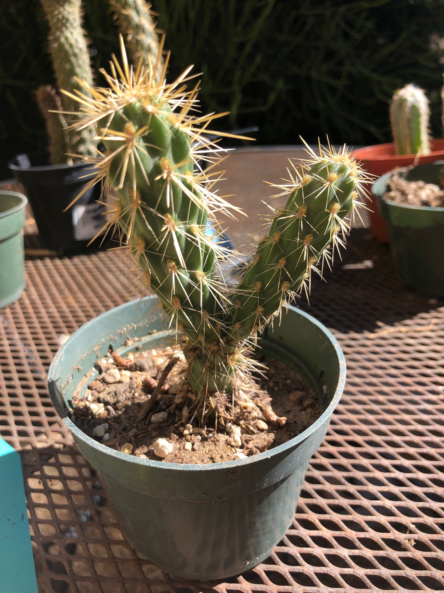 Cylindropuntia imbricata Buckhorn Cholla 4”Tall #44Y