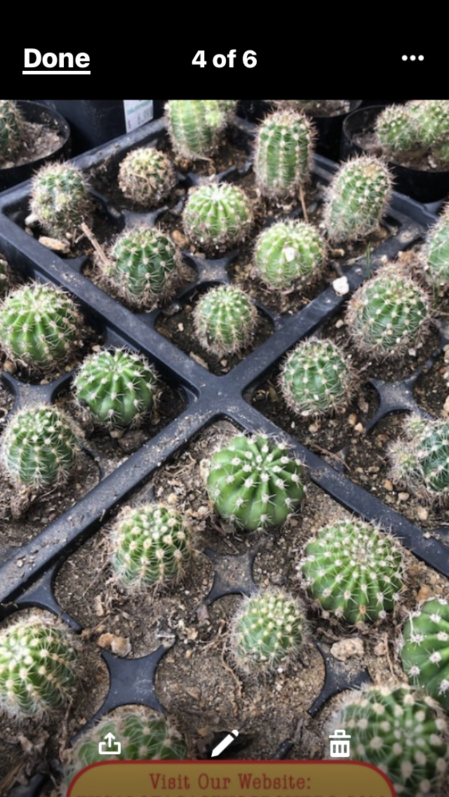 Echinopsis oxygona Red Easter Lily 1" Rooted Pup