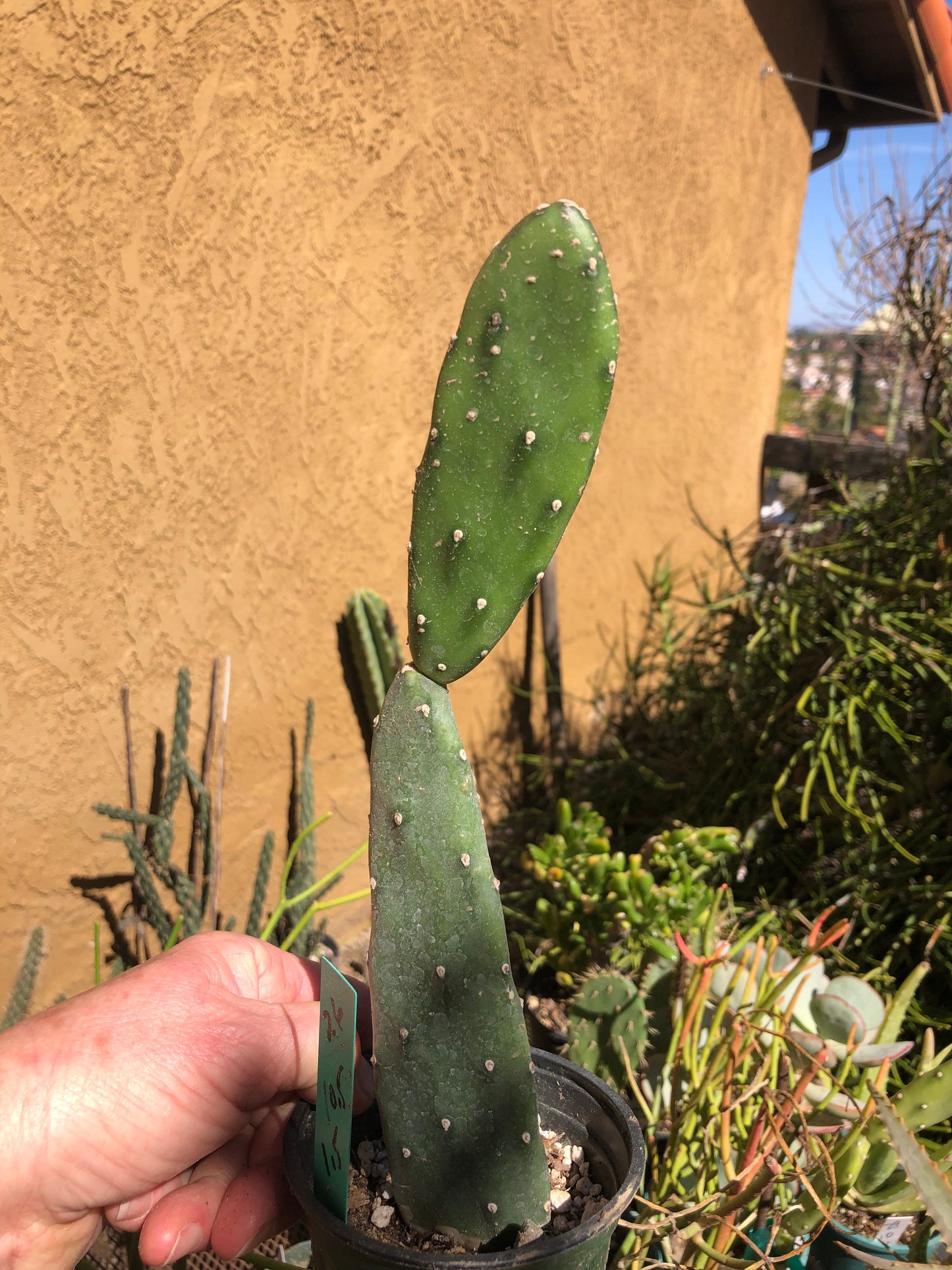 Opuntia canterae elata Ground Crawler 10.5"Tall #26G