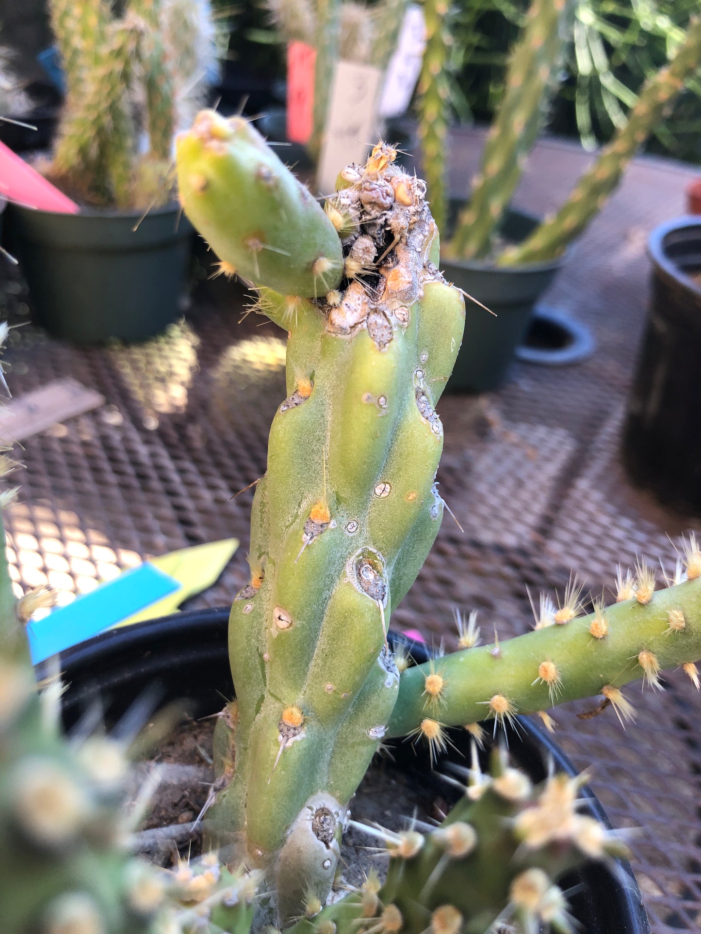 Cylindropuntia imbricata Buckhorn Cholla 9”Tall #7R