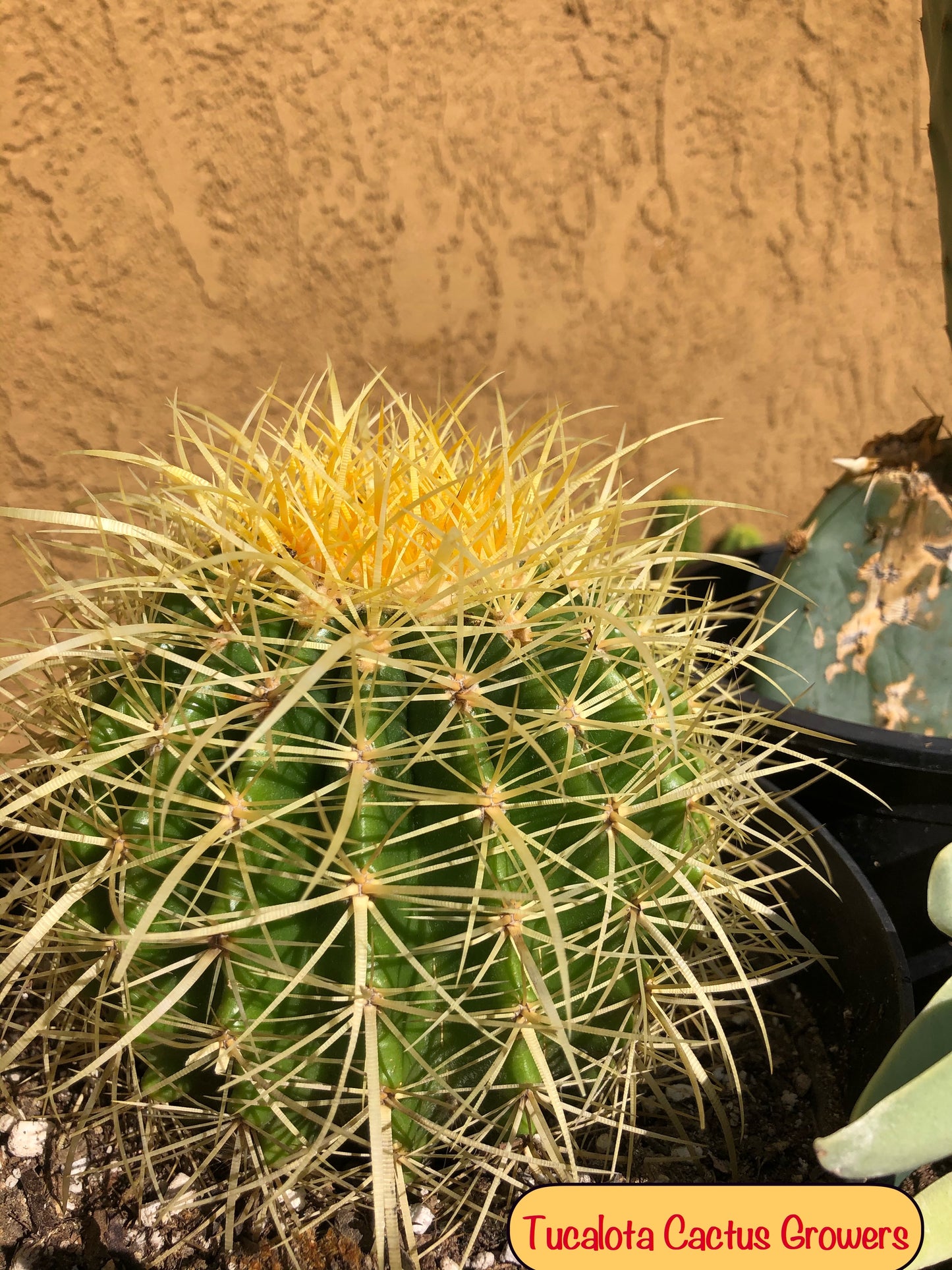 Echinocactus grusonii Golden Barrel 5"Wide #2B